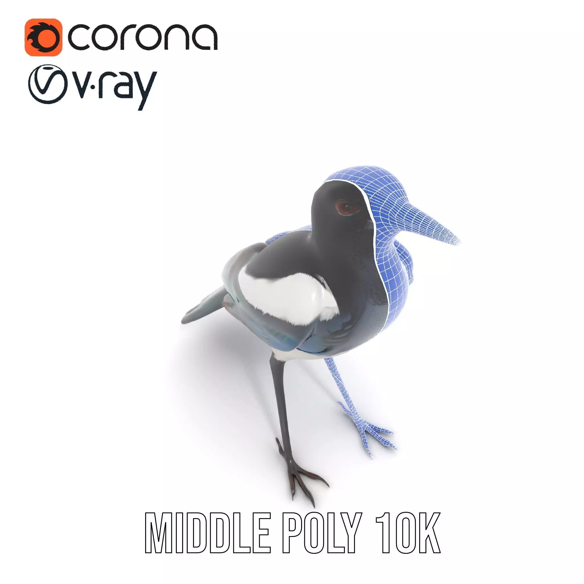 Elegant Magpie Bird model pack Low-poly 3D model_22