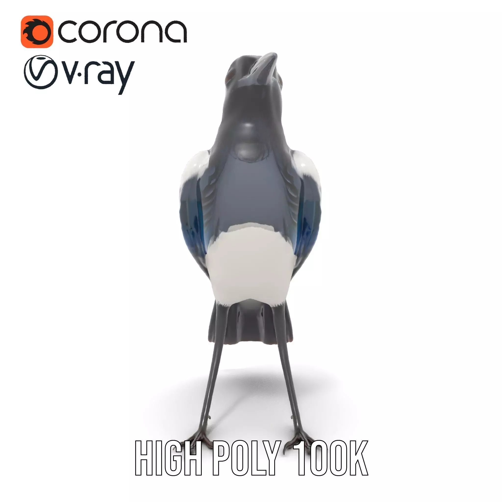 Elegant Magpie Bird model pack Low-poly 3D model_16