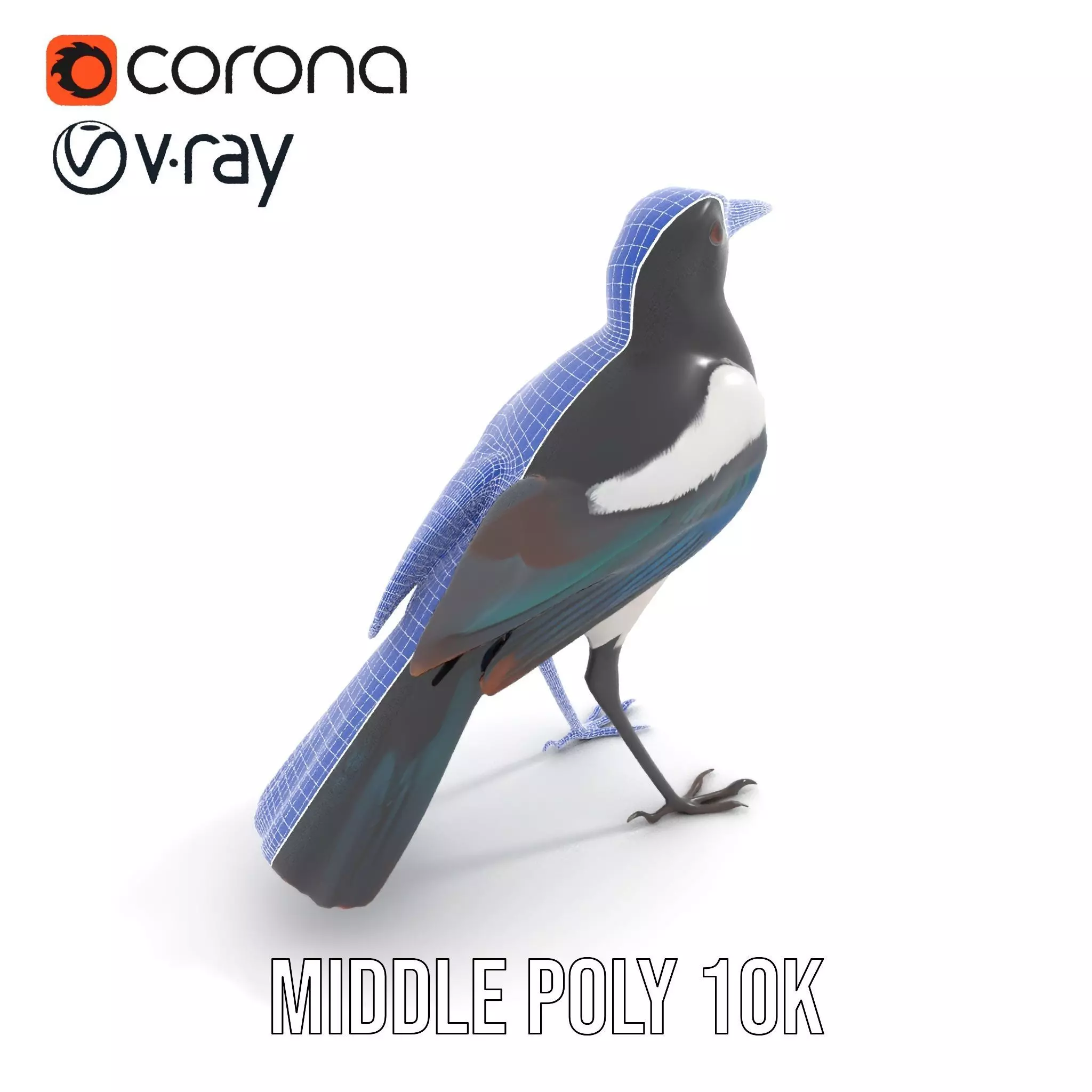 Elegant Magpie Bird model pack Low-poly 3D model_17