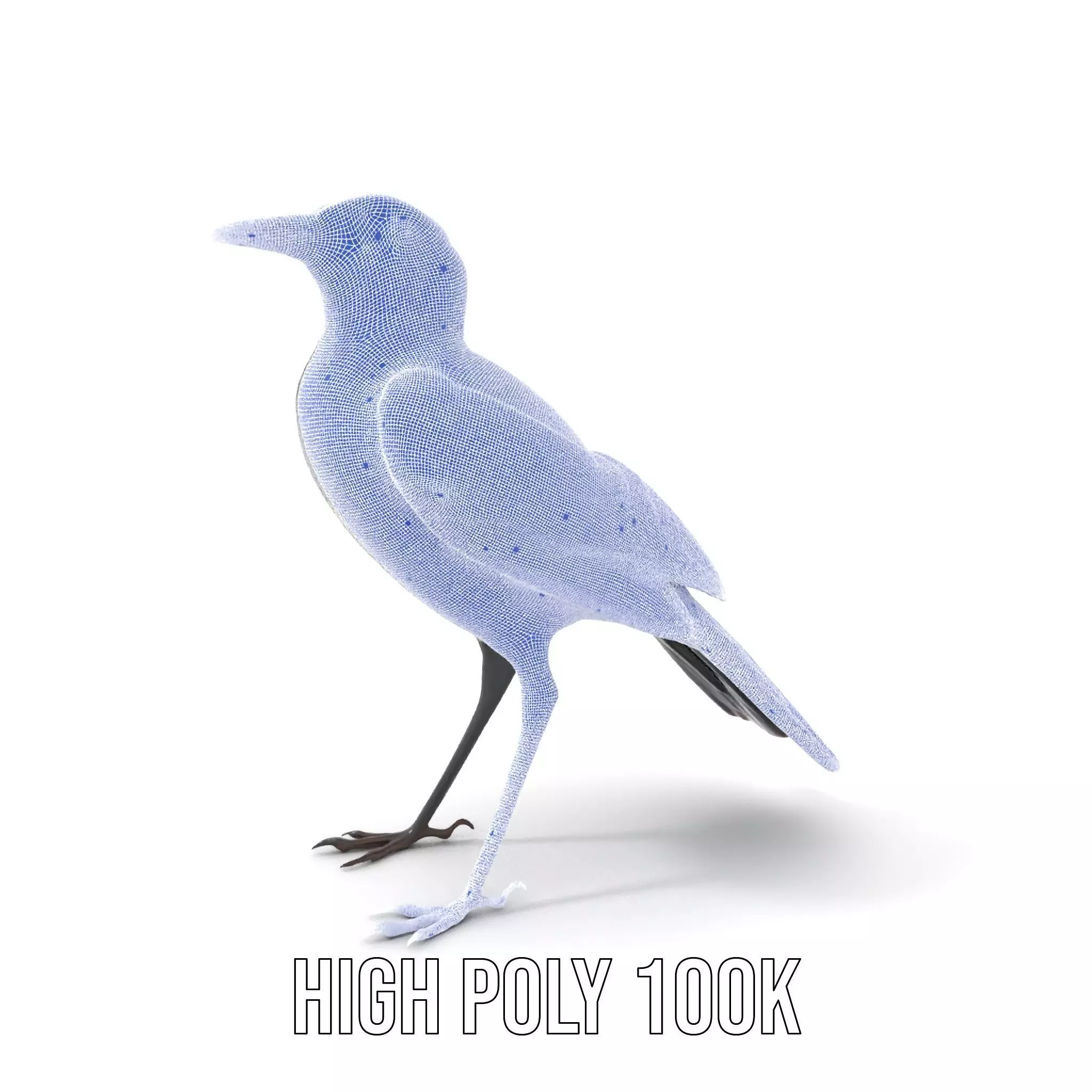 Elegant Magpie Bird model pack Low-poly 3D model_5