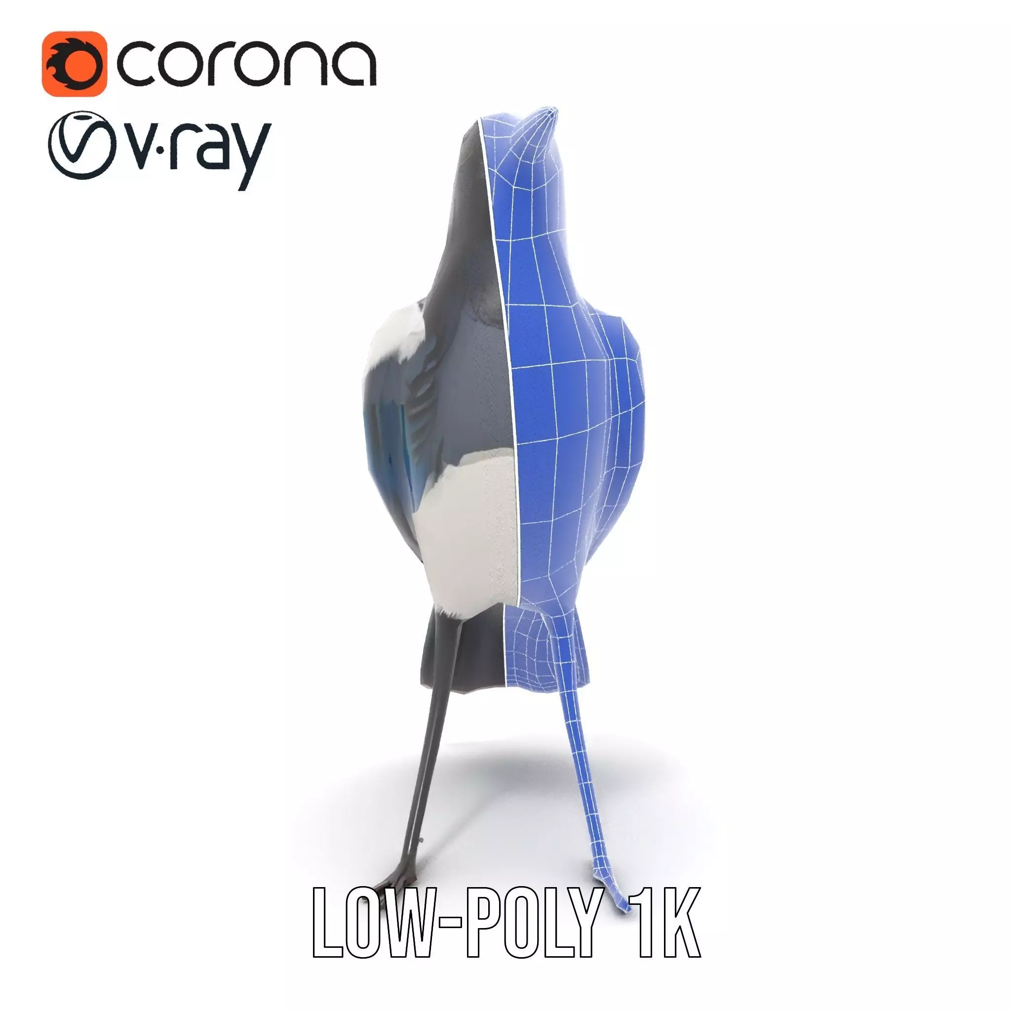 Elegant Magpie Bird model pack Low-poly 3D model_29