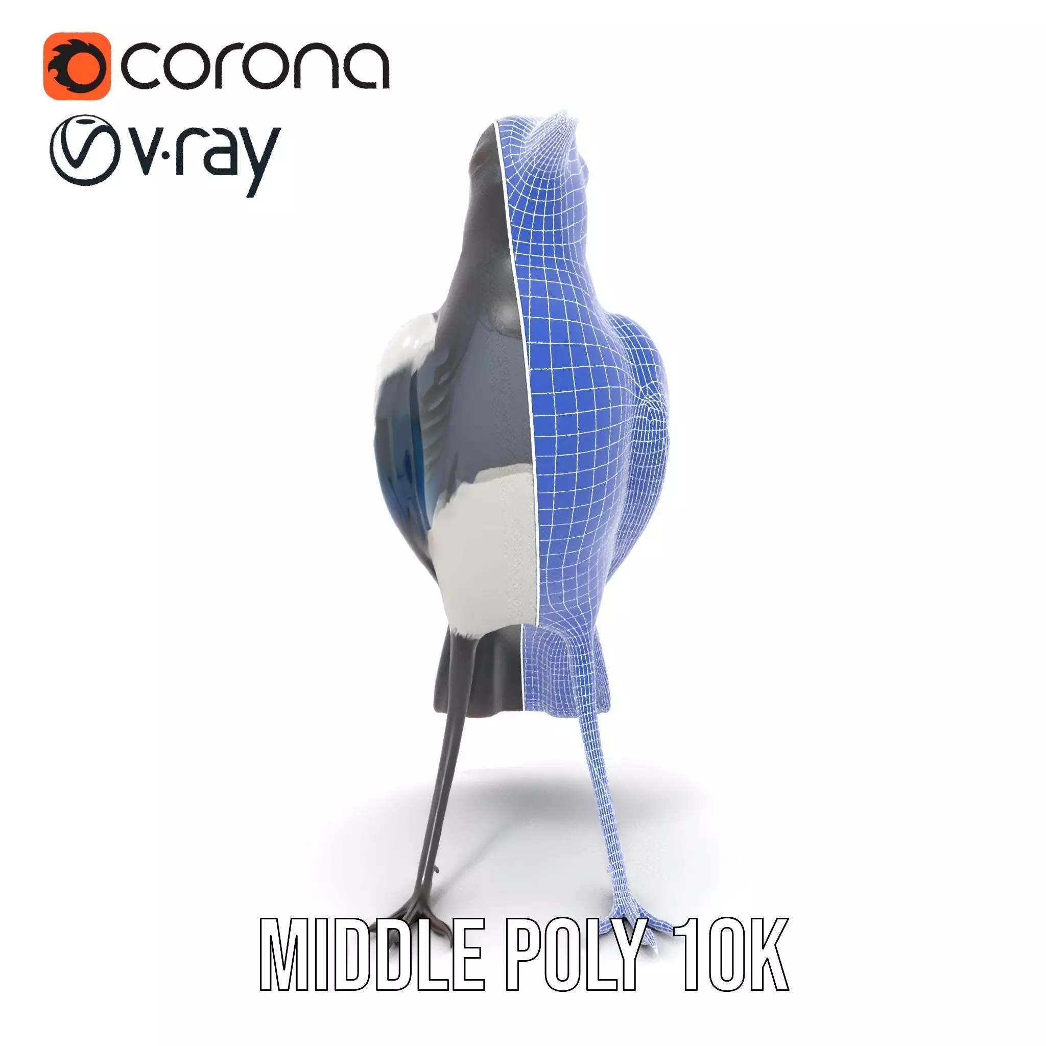 Elegant Magpie Bird model pack Low-poly 3D model_31