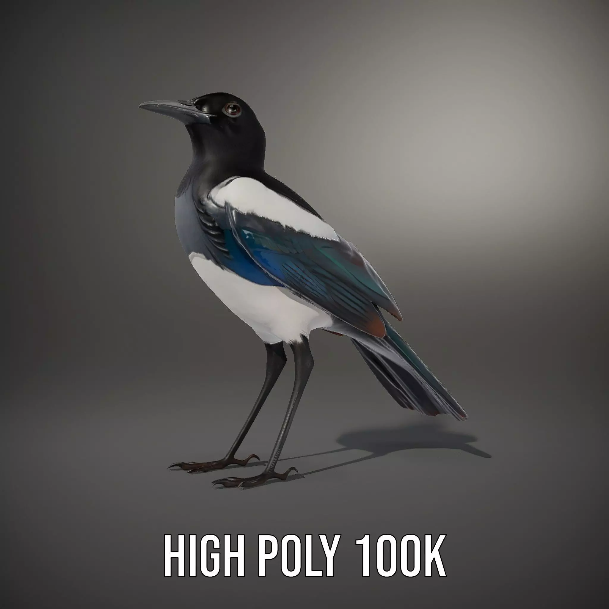 Elegant Magpie Bird model pack Low-poly 3D model_9
