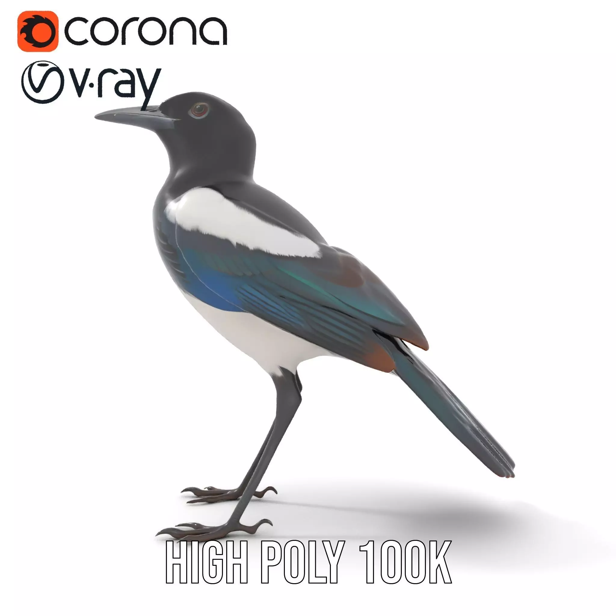 Elegant Magpie Bird model pack Low-poly 3D model_19