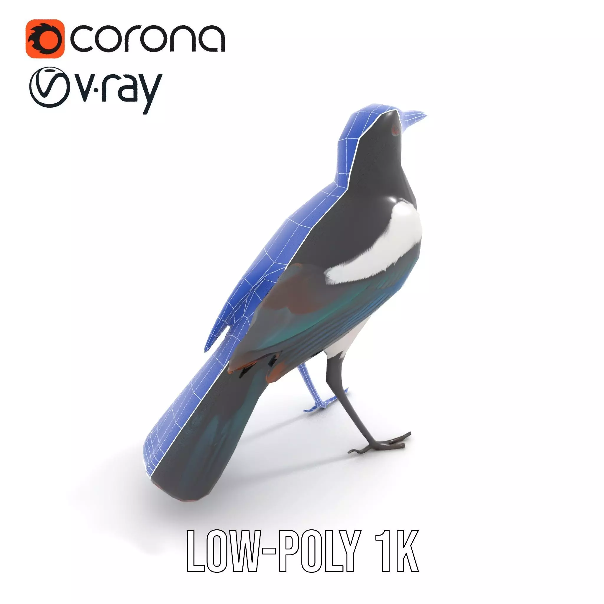 Elegant Magpie Bird model pack Low-poly 3D model_18