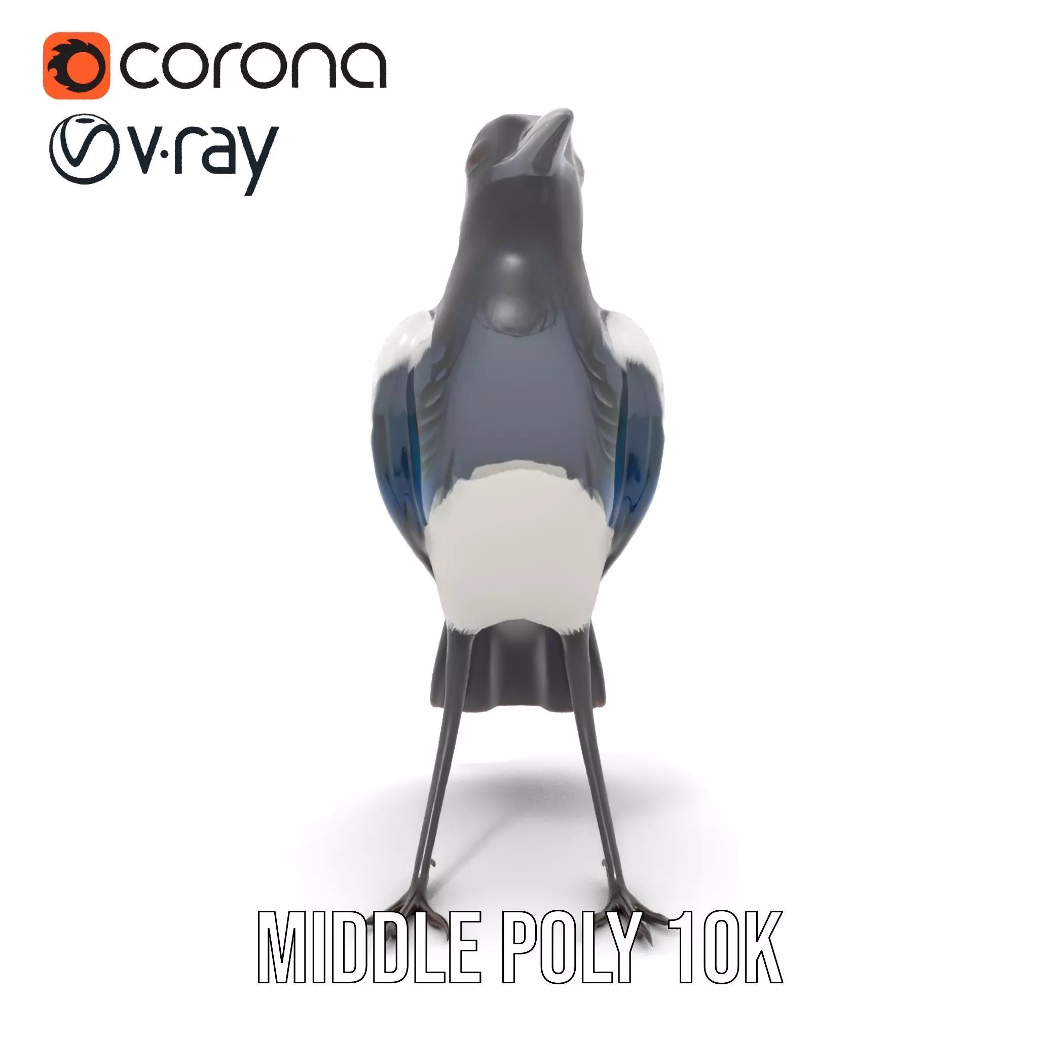 Elegant Magpie Bird model pack Low-poly 3D model_20