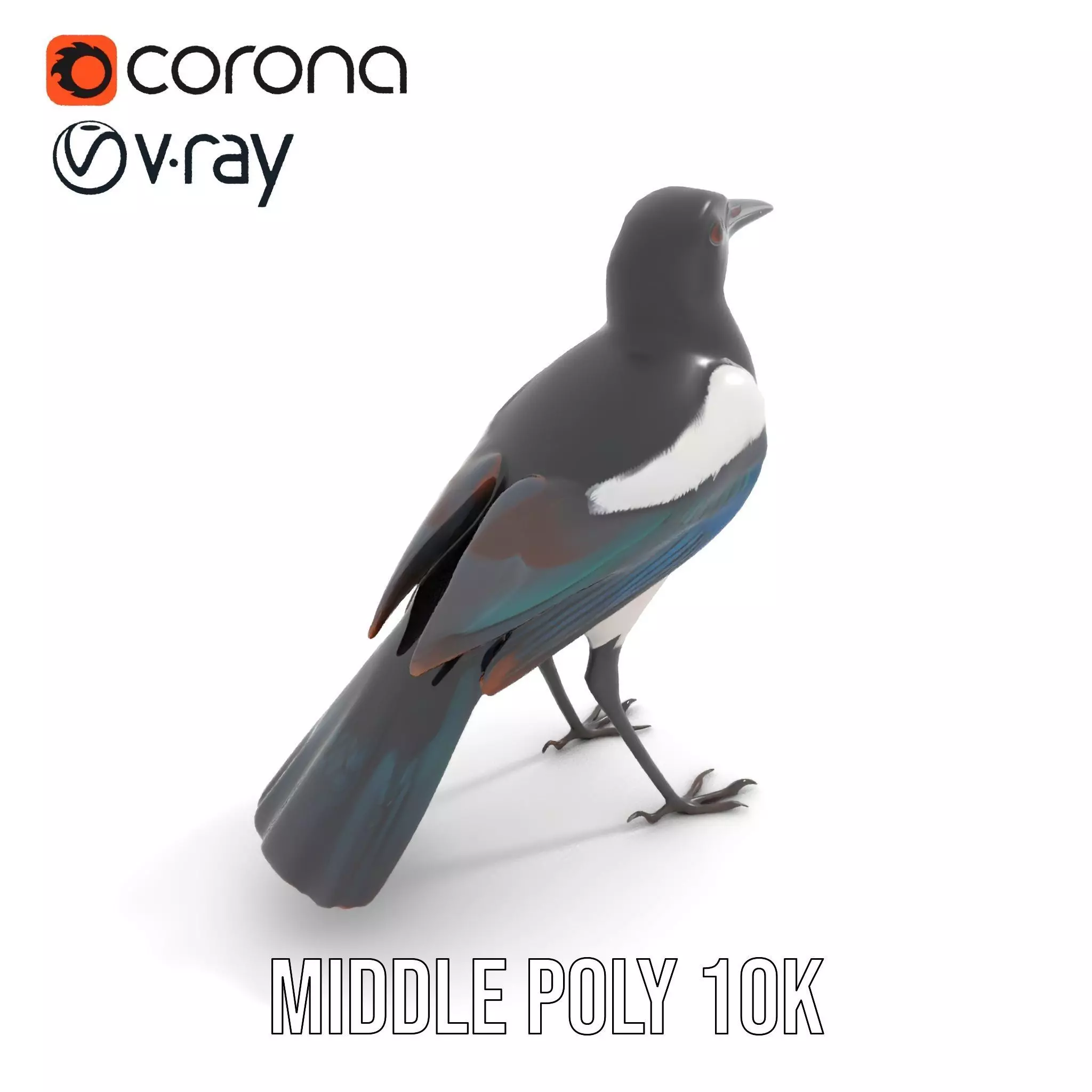 Elegant Magpie Bird model pack Low-poly 3D model_7