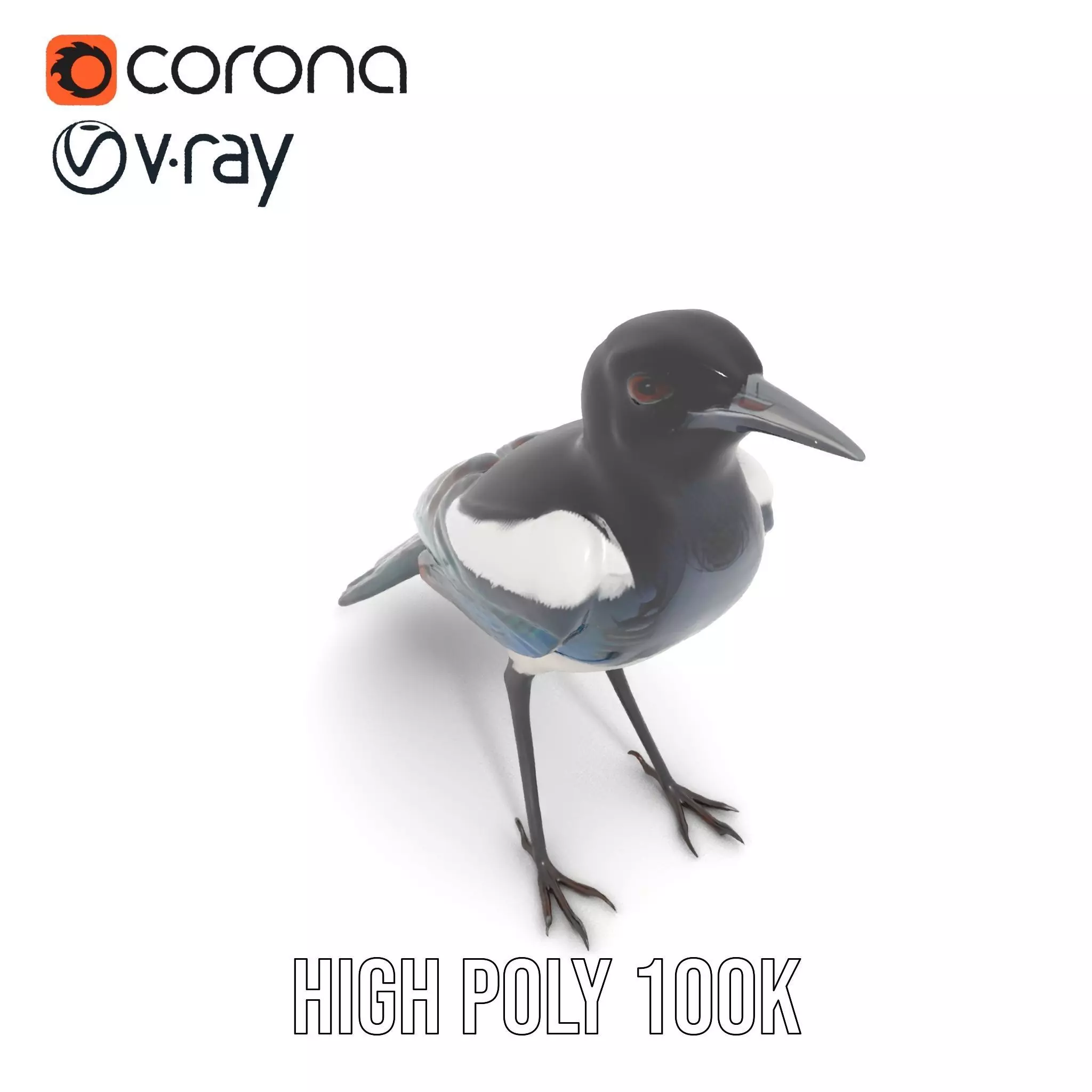 Elegant Magpie Bird model pack Low-poly 3D model_27