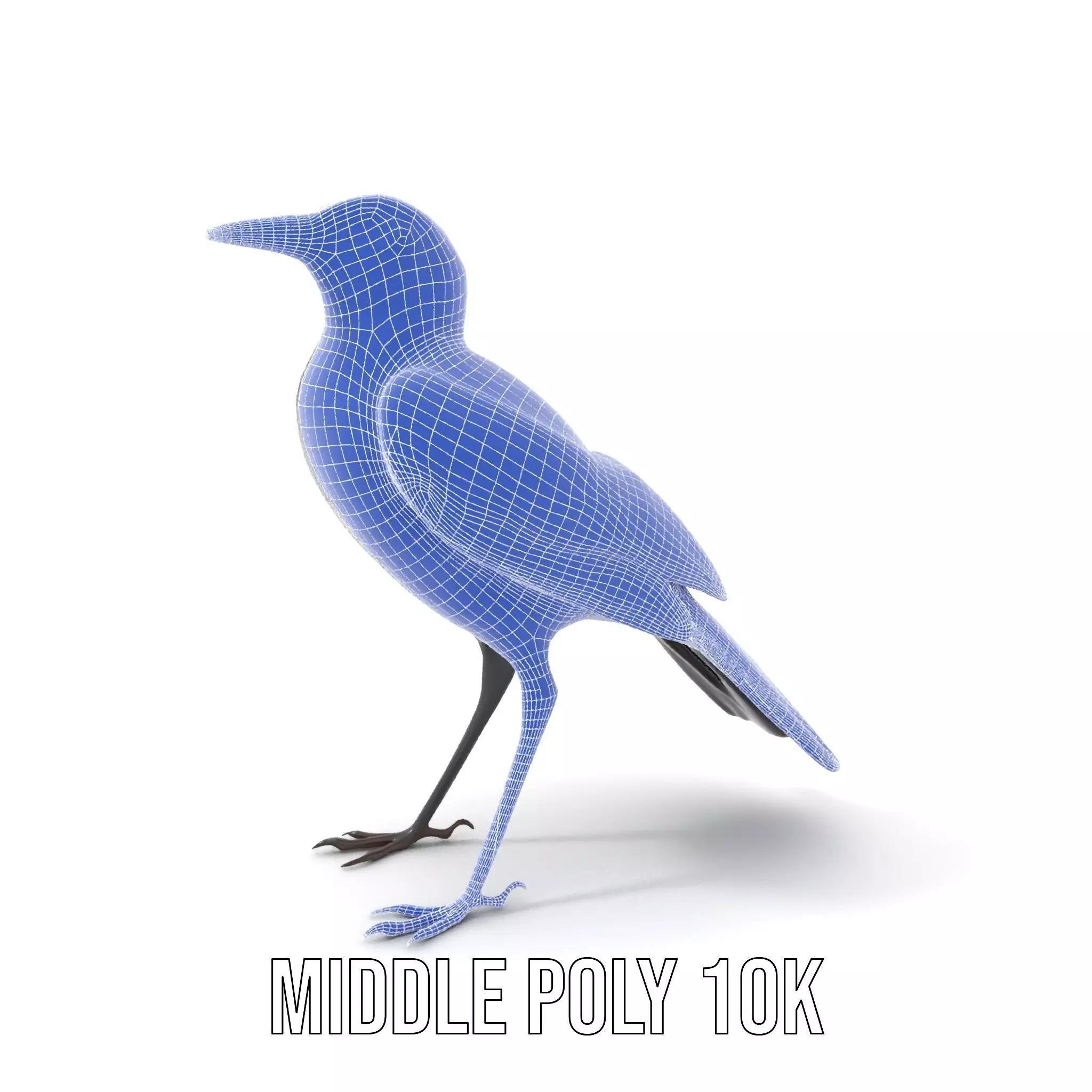 Elegant Magpie Bird model pack Low-poly 3D model_25