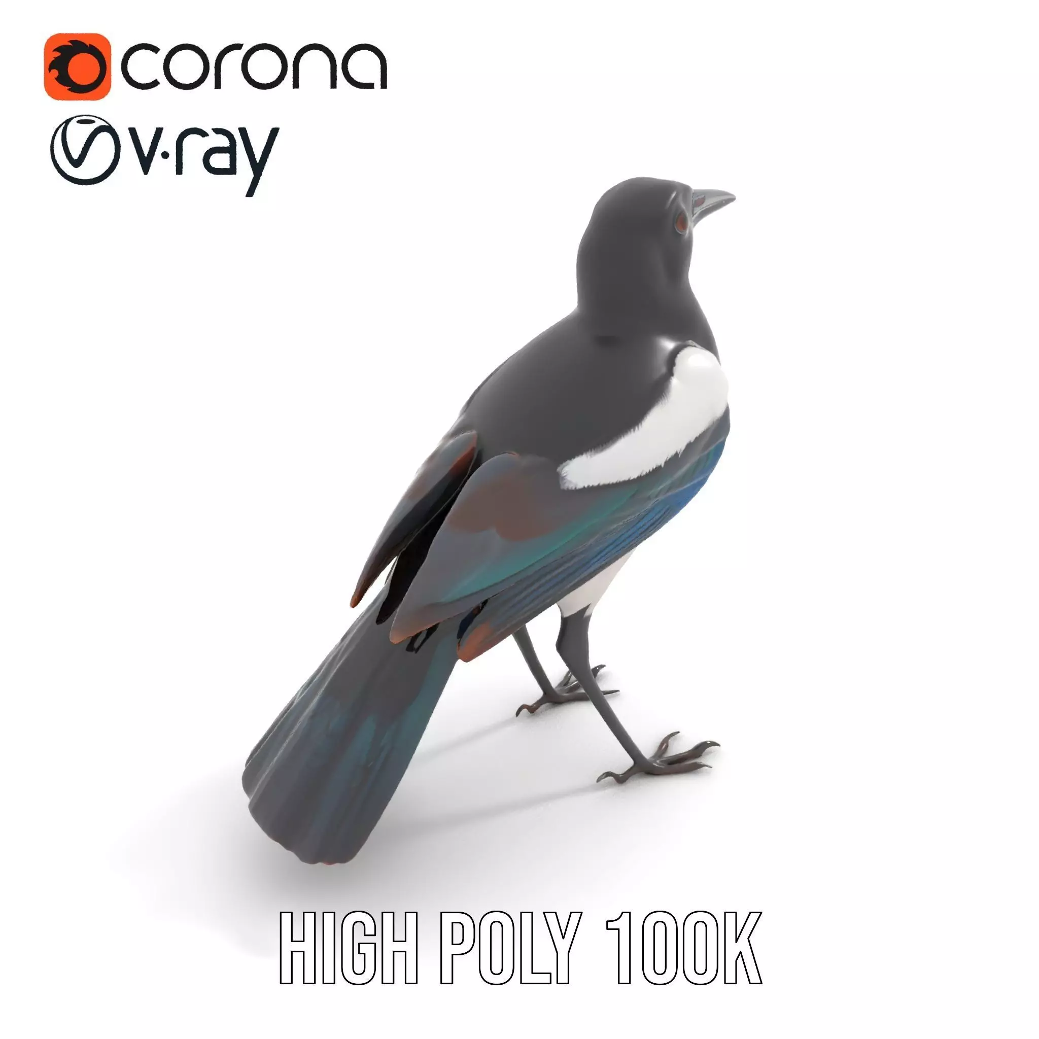 Elegant Magpie Bird model pack Low-poly 3D model_30