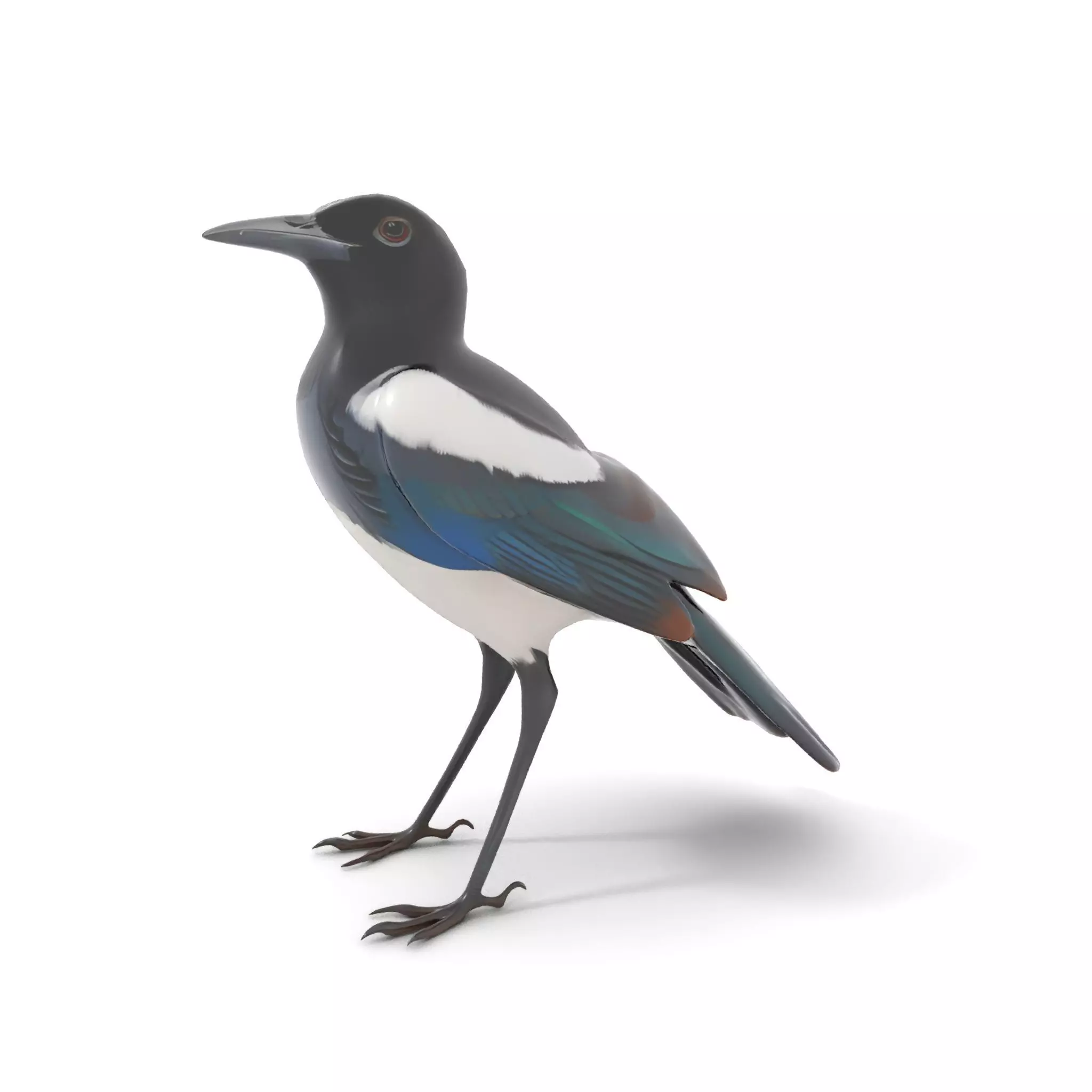 Elegant Magpie Bird model pack Low-poly 3D model_6