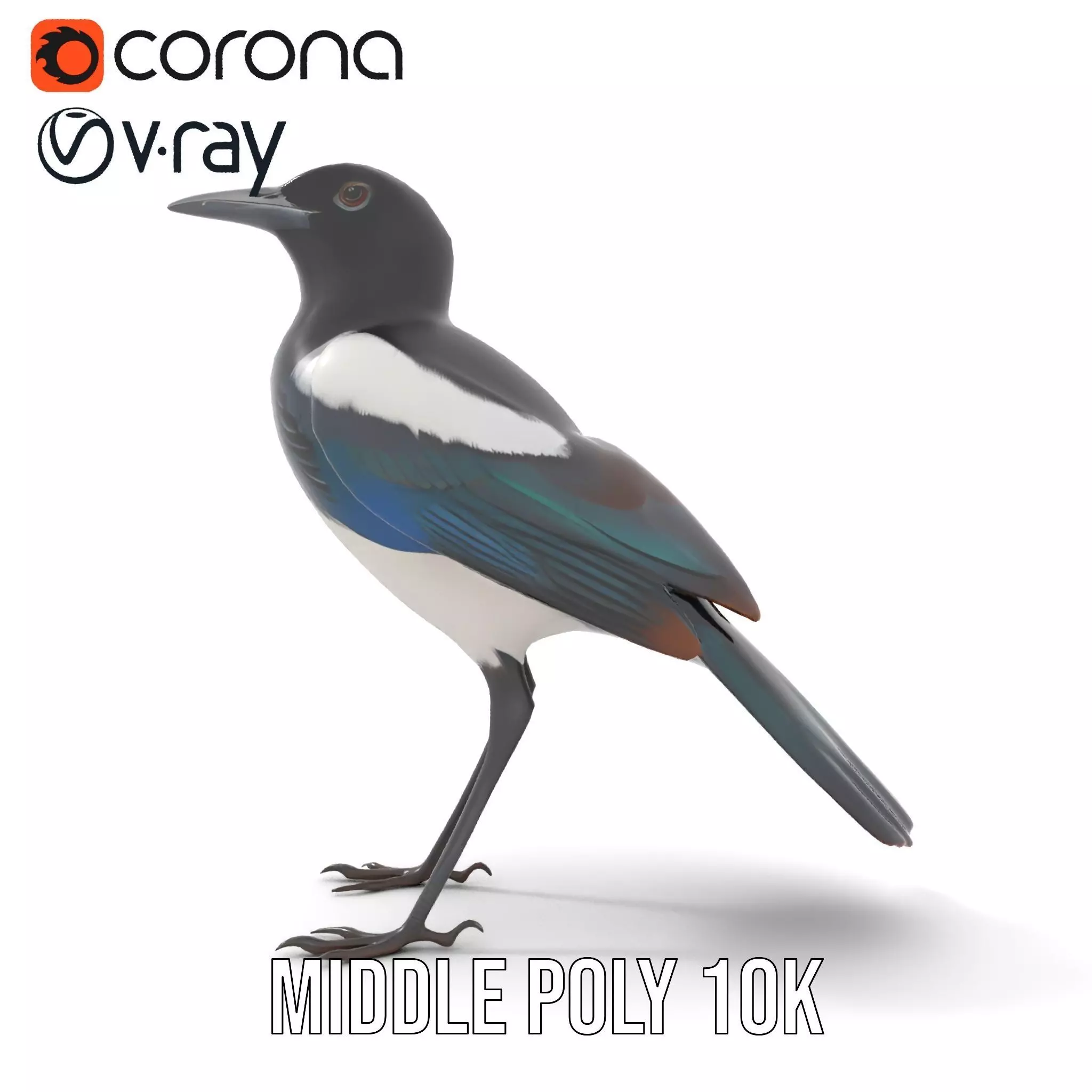 Elegant Magpie Bird model pack Low-poly 3D model_12