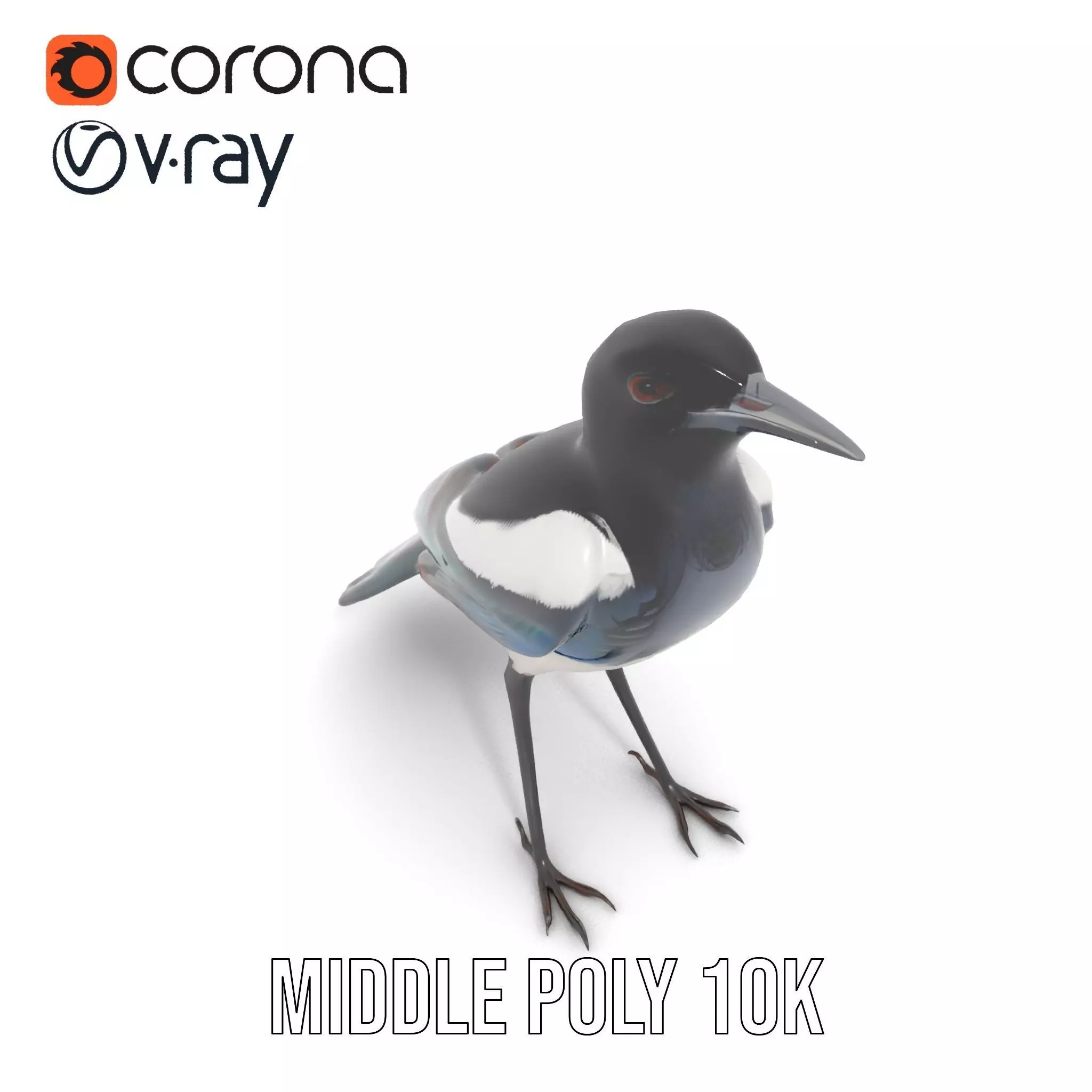 Elegant Magpie Bird model pack Low-poly 3D model_14
