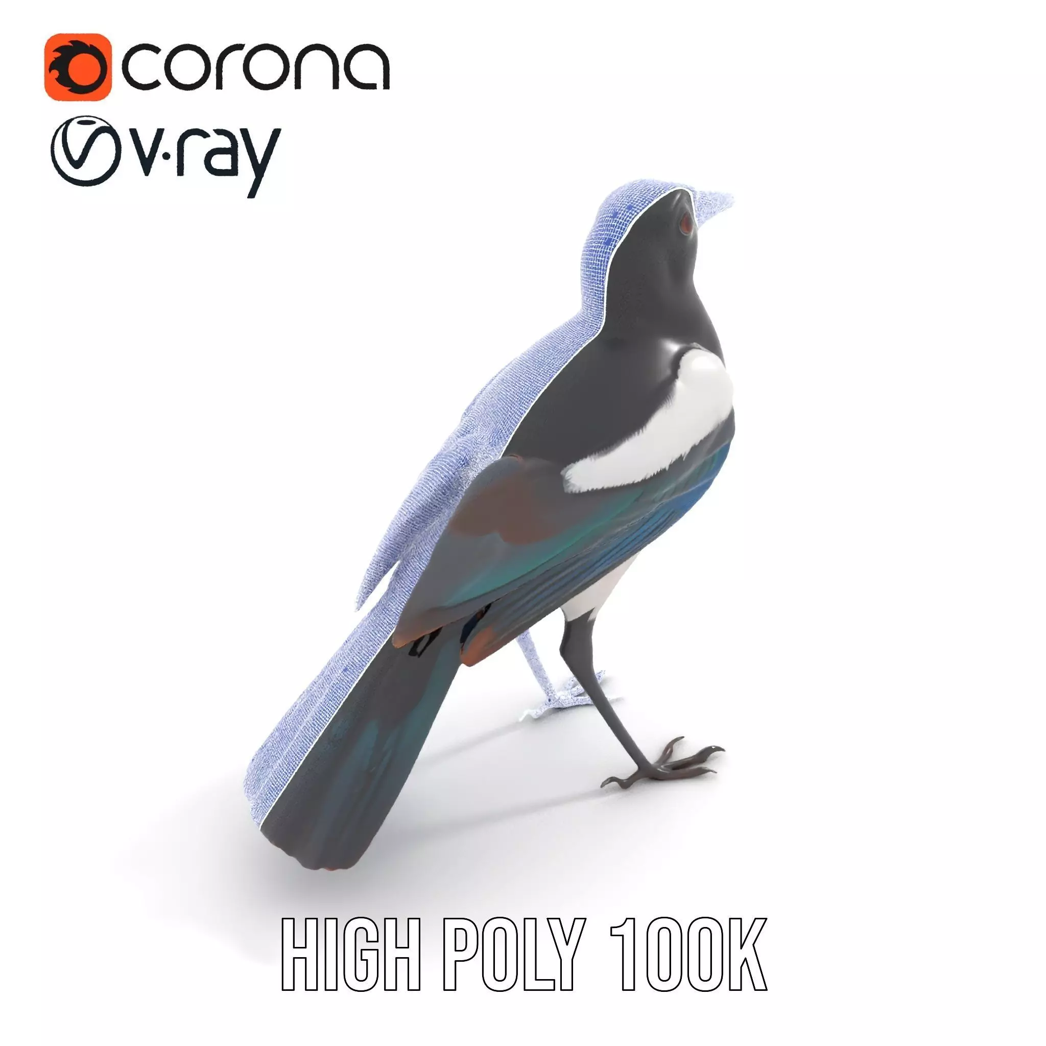 Elegant Magpie Bird model pack Low-poly 3D model_24