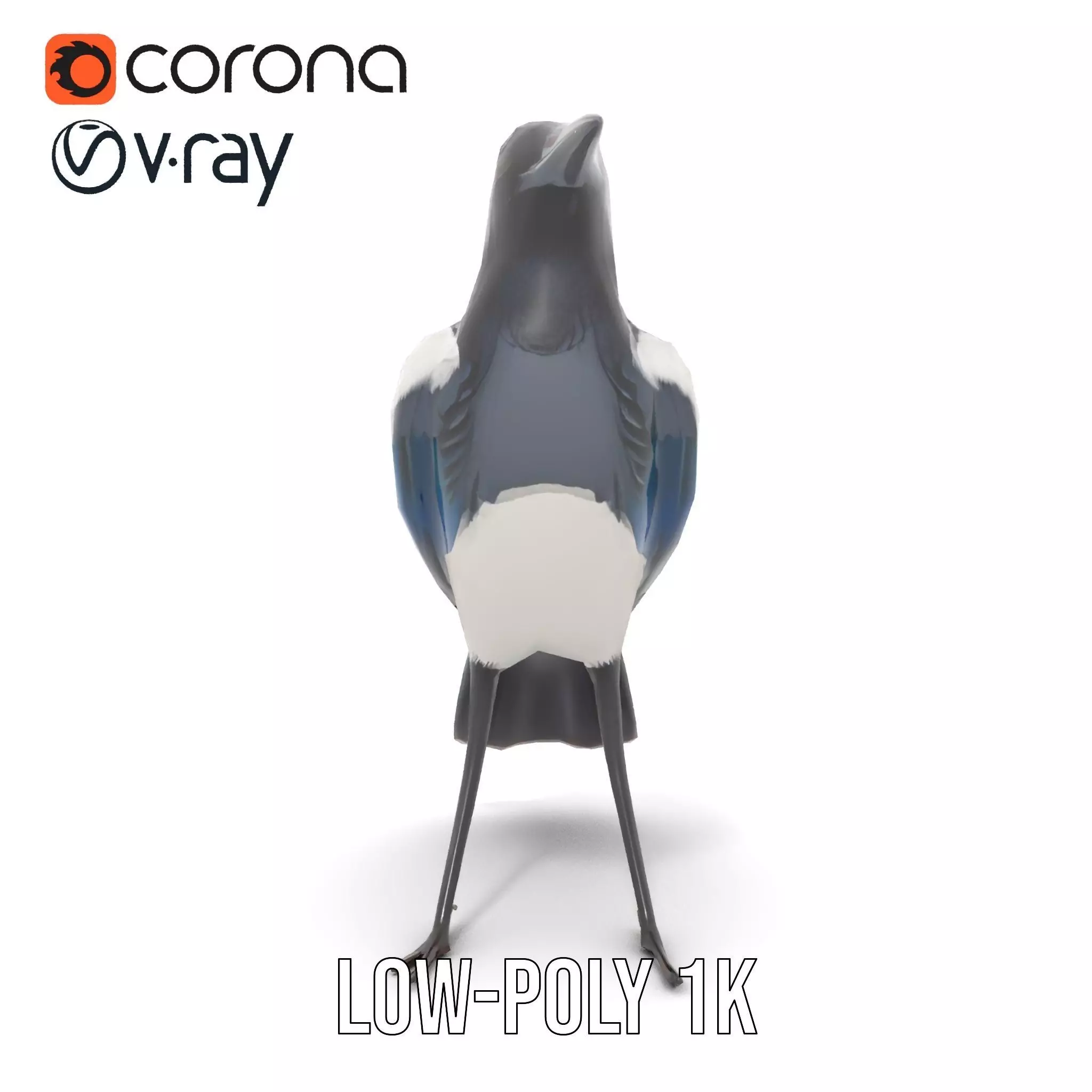 Elegant Magpie Bird model pack Low-poly 3D model_26