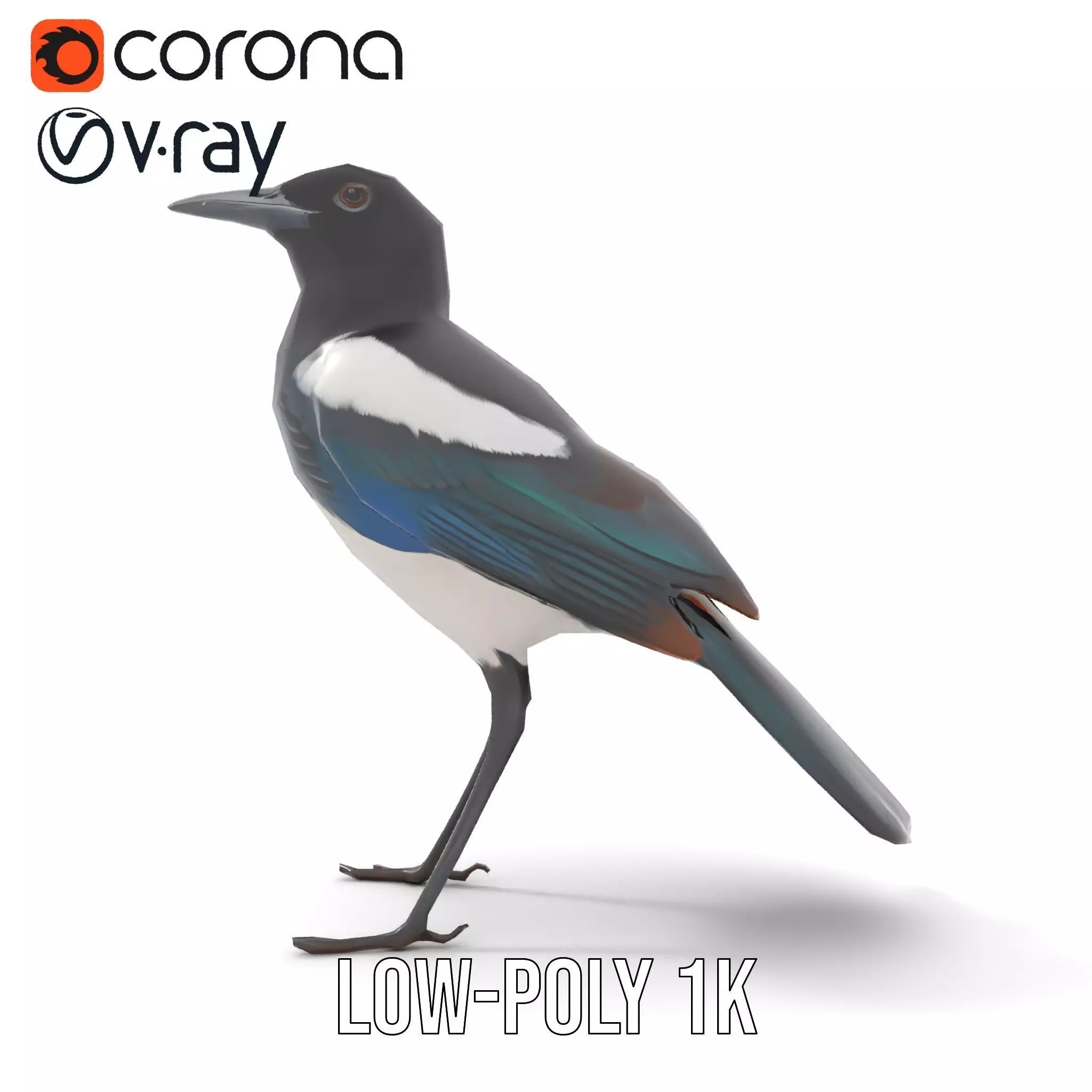 Elegant Magpie Bird model pack Low-poly 3D model_21