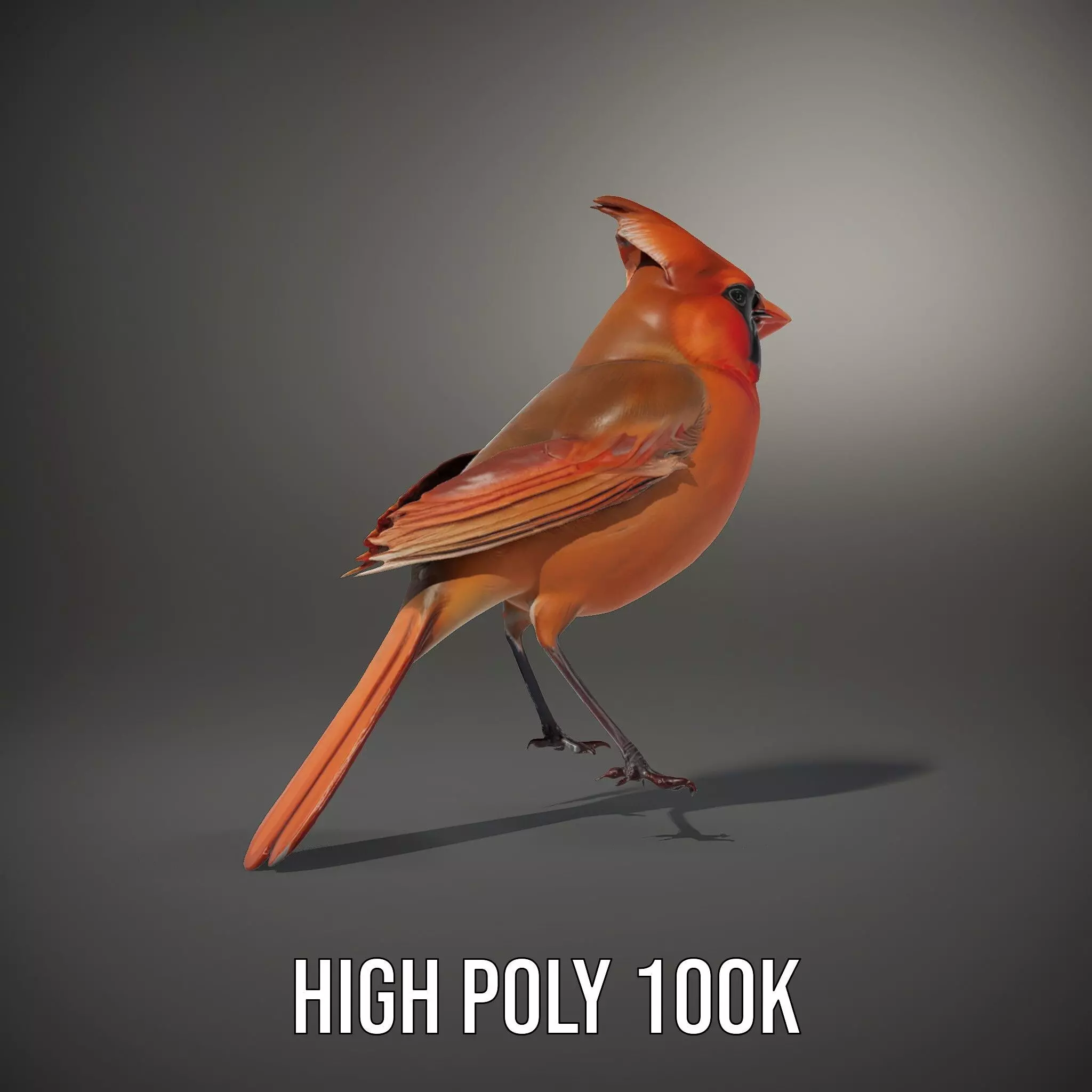 Scarlet Cardinal model pack Low-poly 3D model_11