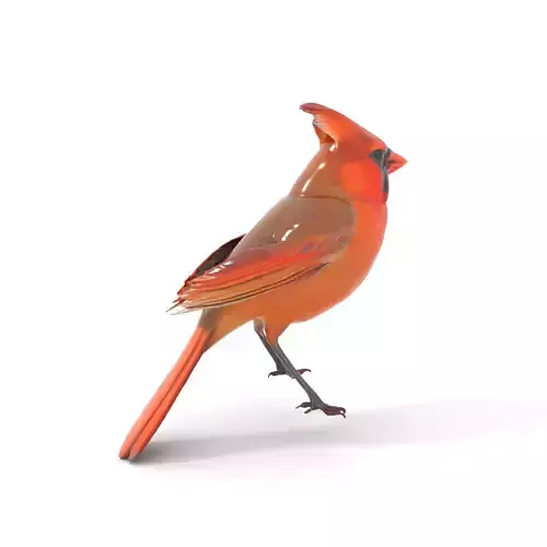 Scarlet Cardinal model pack Low-poly 3D model