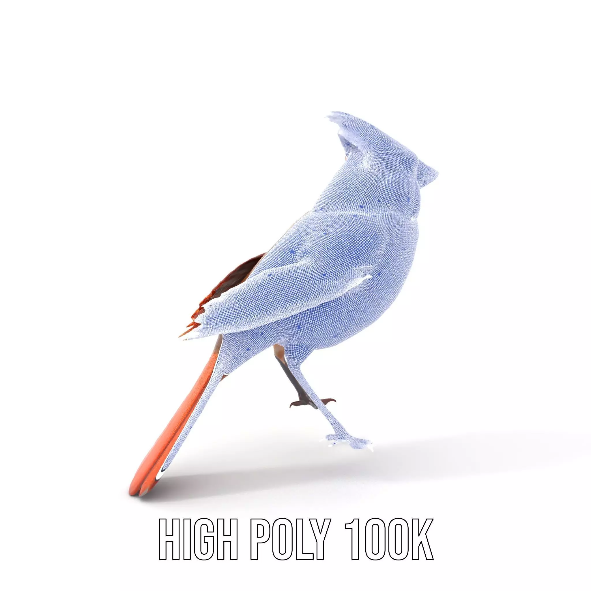 Scarlet Cardinal model pack Low-poly 3D model_5