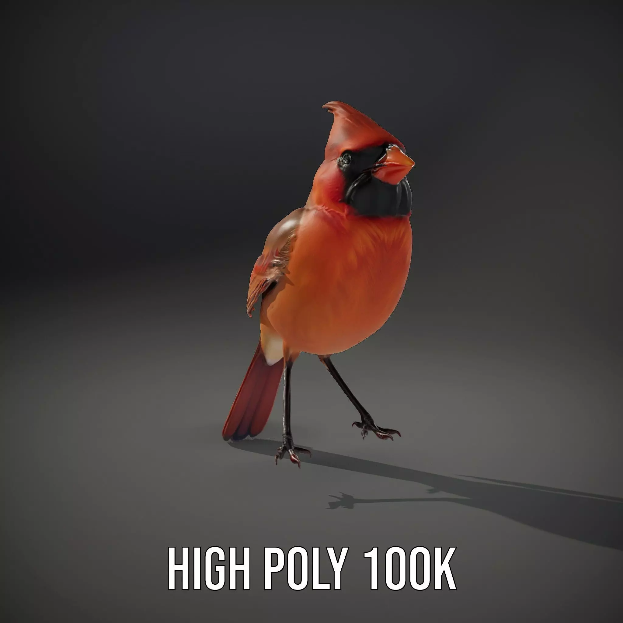 Scarlet Cardinal model pack Low-poly 3D model_9