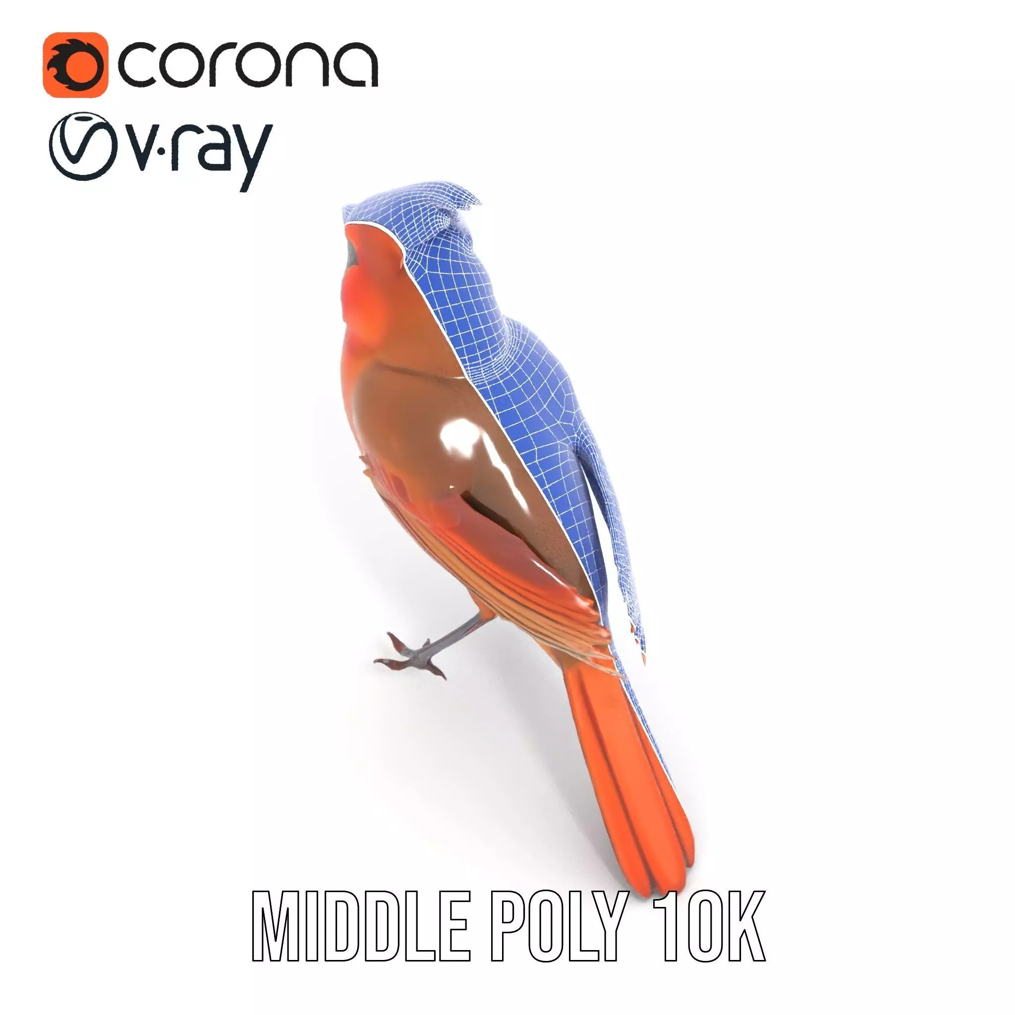 Scarlet Cardinal model pack Low-poly 3D model_31