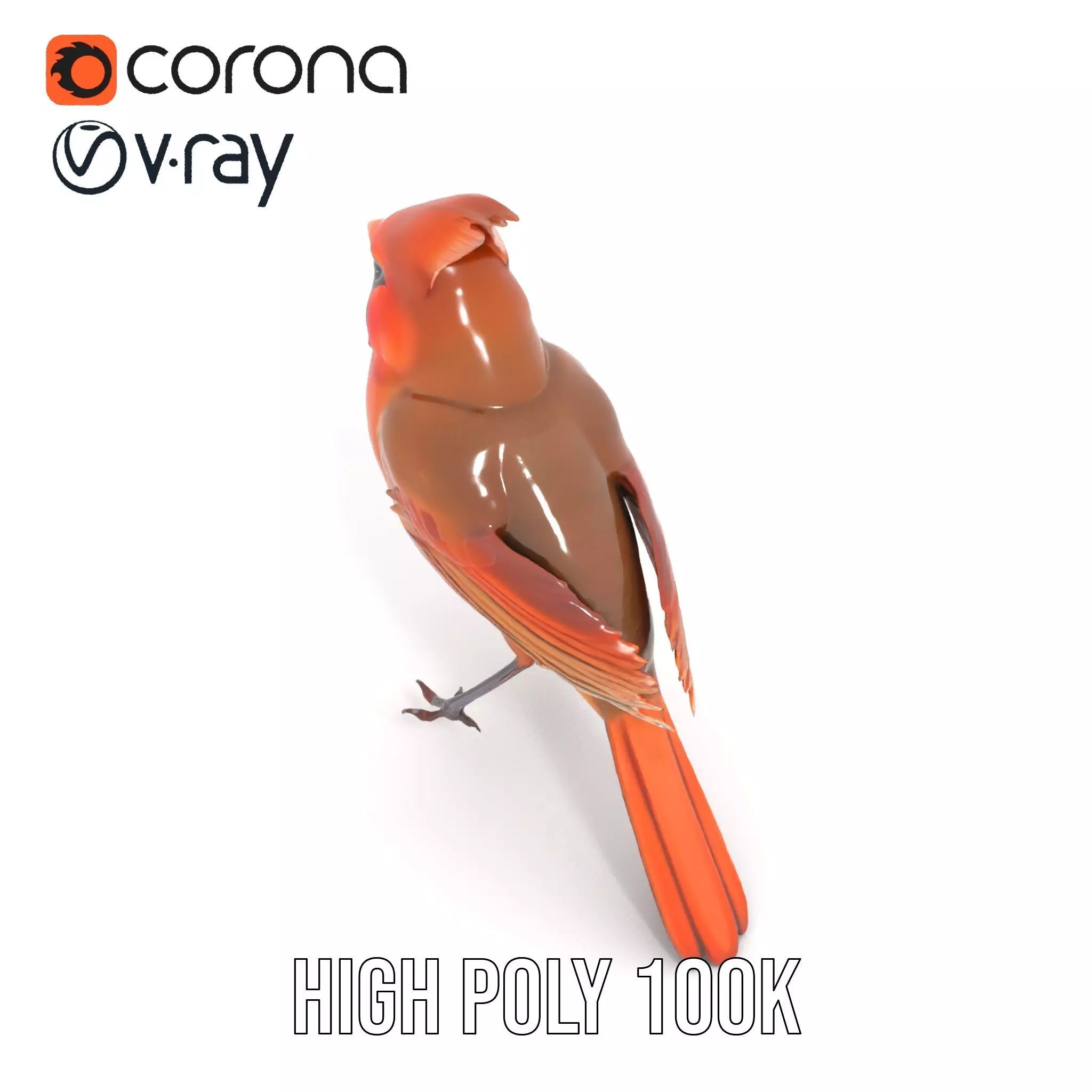 Scarlet Cardinal model pack Low-poly 3D model_24