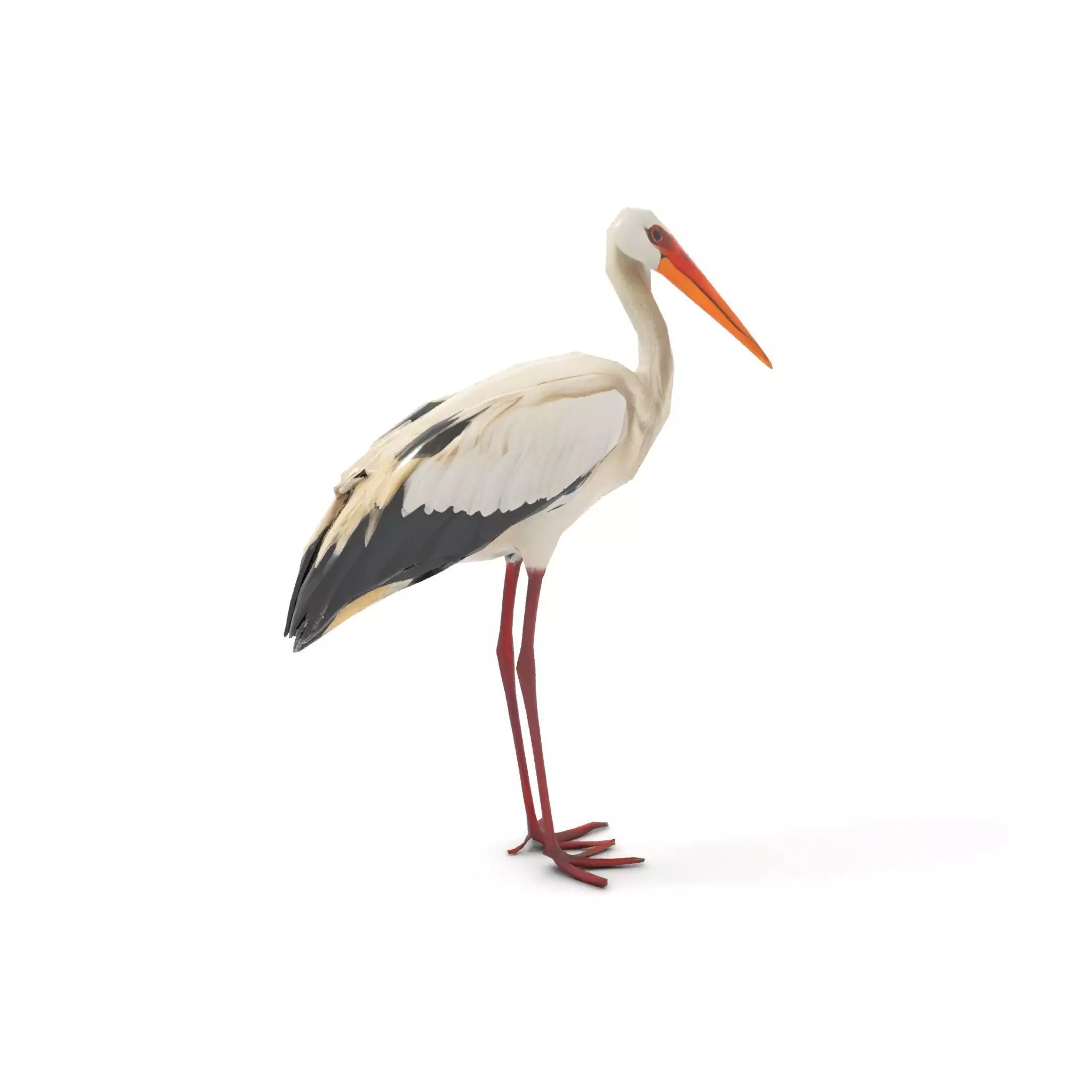 Elegant White Stork model pack Low-poly 3D model_13