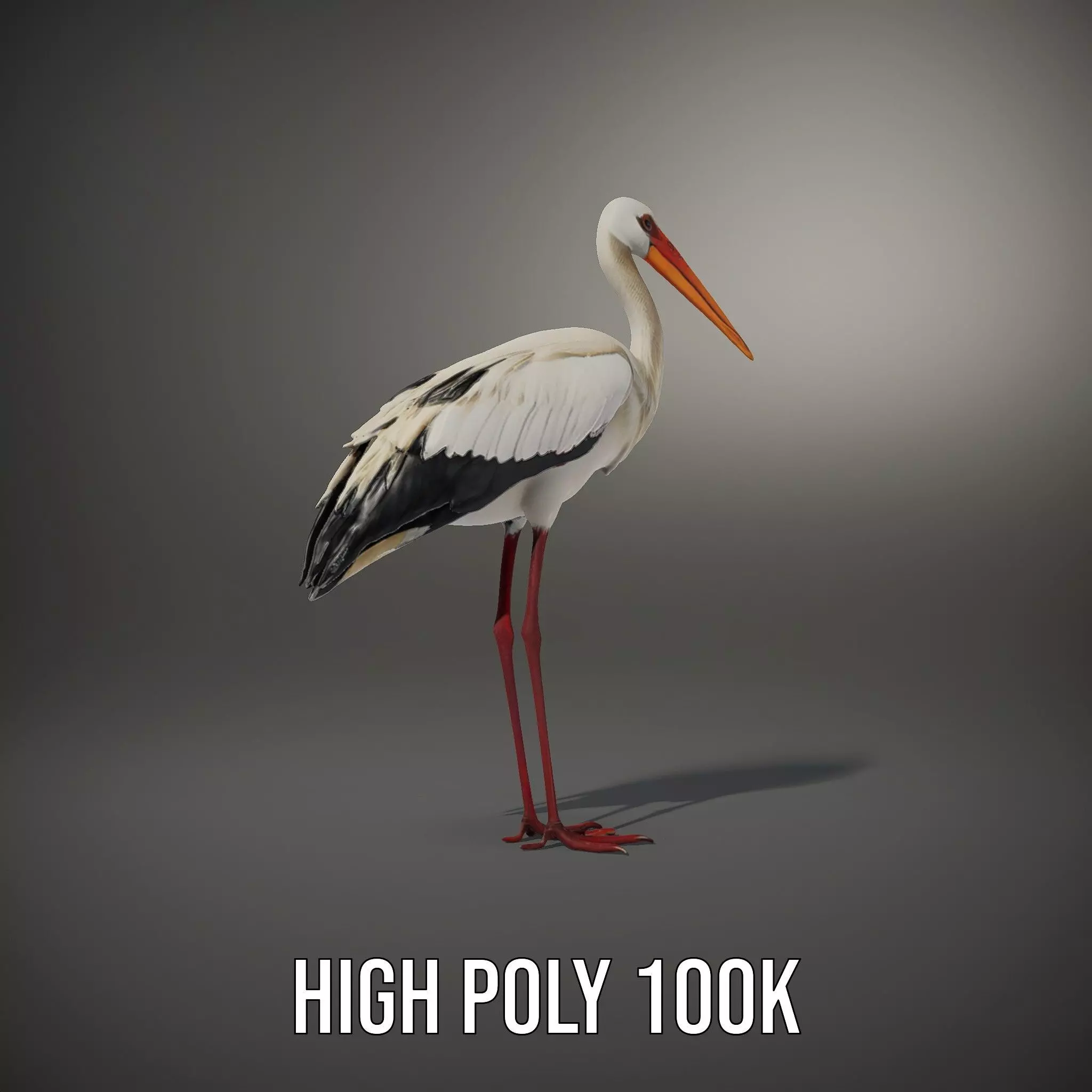 Elegant White Stork model pack Low-poly 3D model_9