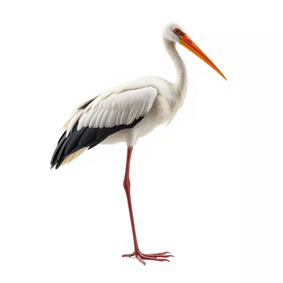 Elegant White Stork model pack Low-poly 3D model_3