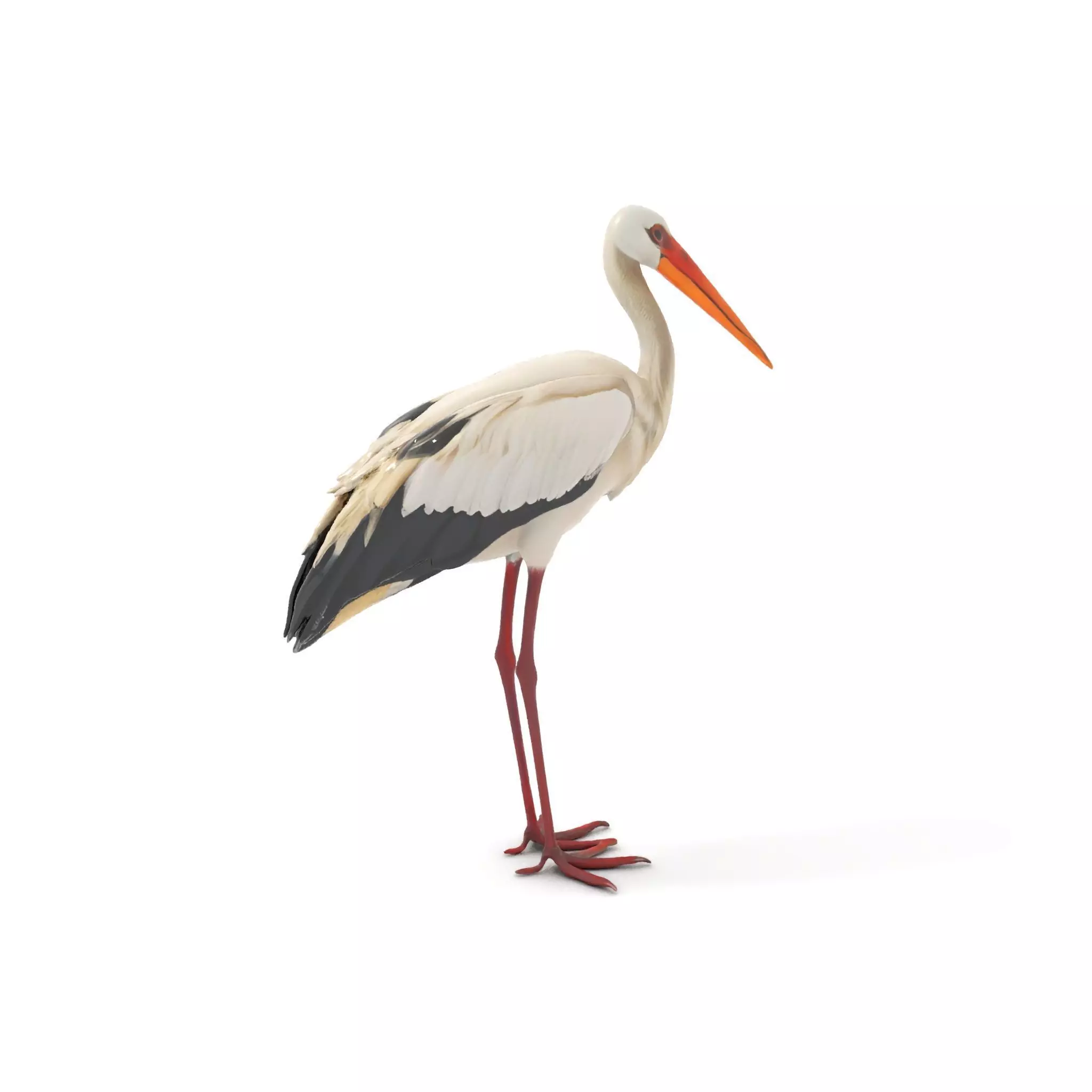 Elegant White Stork model pack Low-poly 3D model_0