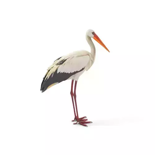 Elegant White Stork model pack Low-poly 3D model