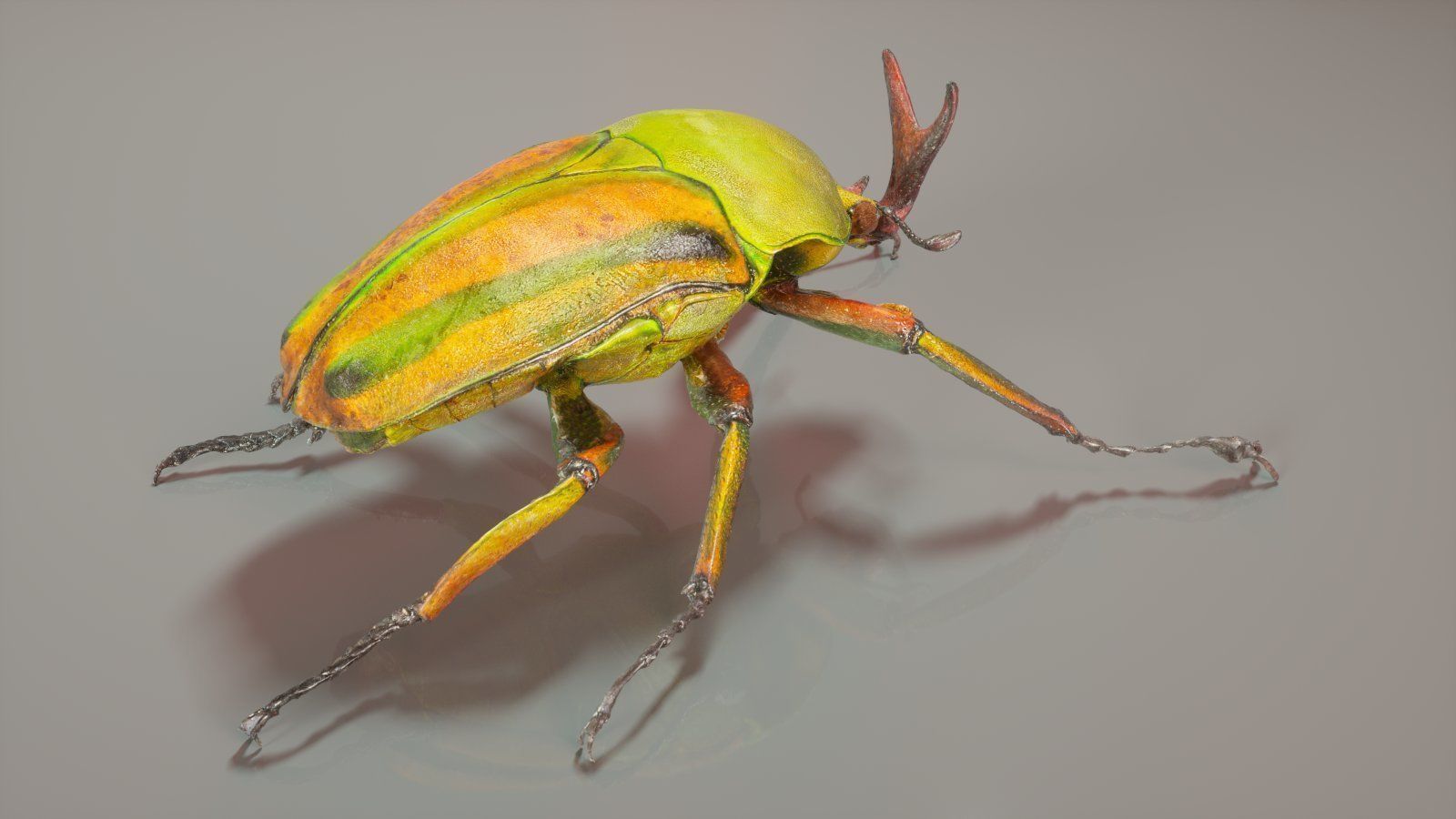 Insect Master Collection Low-poly 3D model_7