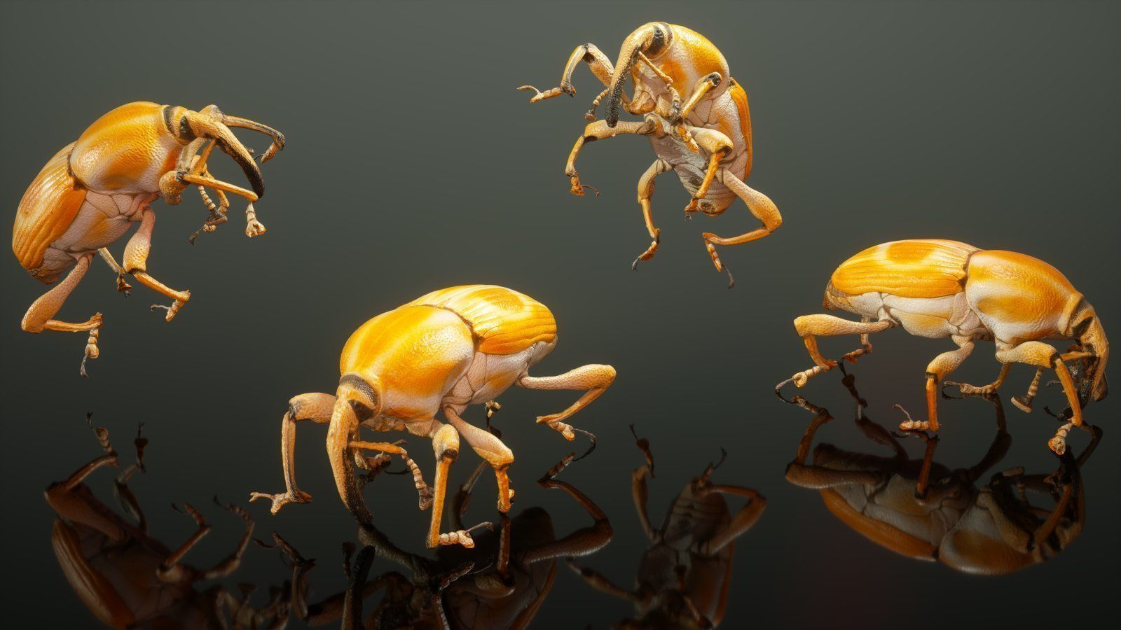 Insect Master Collection Low-poly 3D model_5