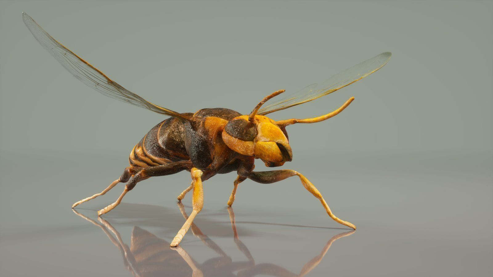 Insect Master Collection Low-poly 3D model_10