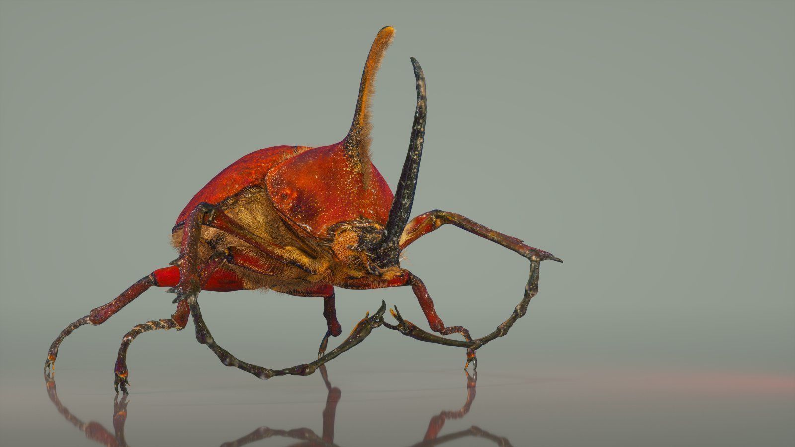 Insect Master Collection Low-poly 3D model_4