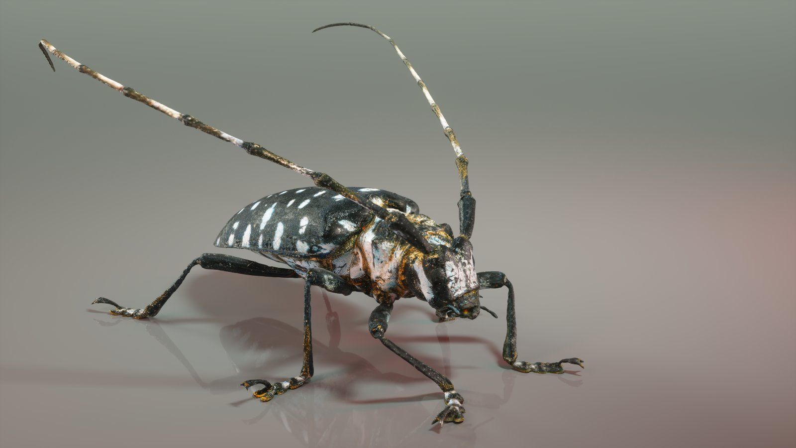 Insect Master Collection Low-poly 3D model_6