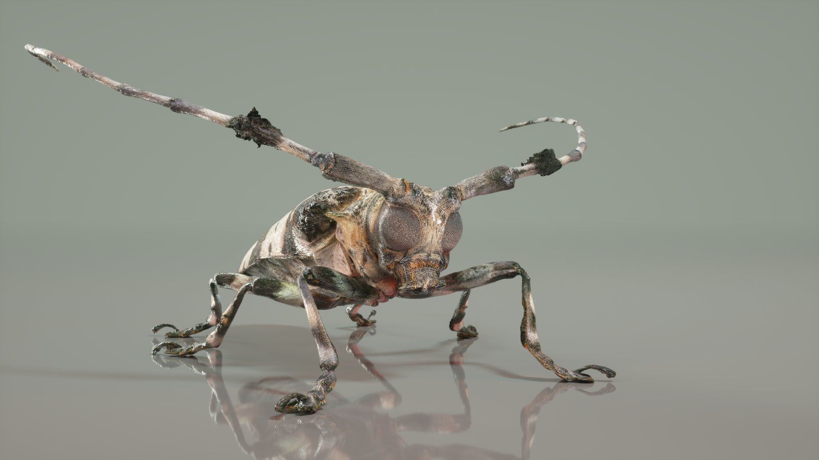 Insect Master Collection Low-poly 3D model_3
