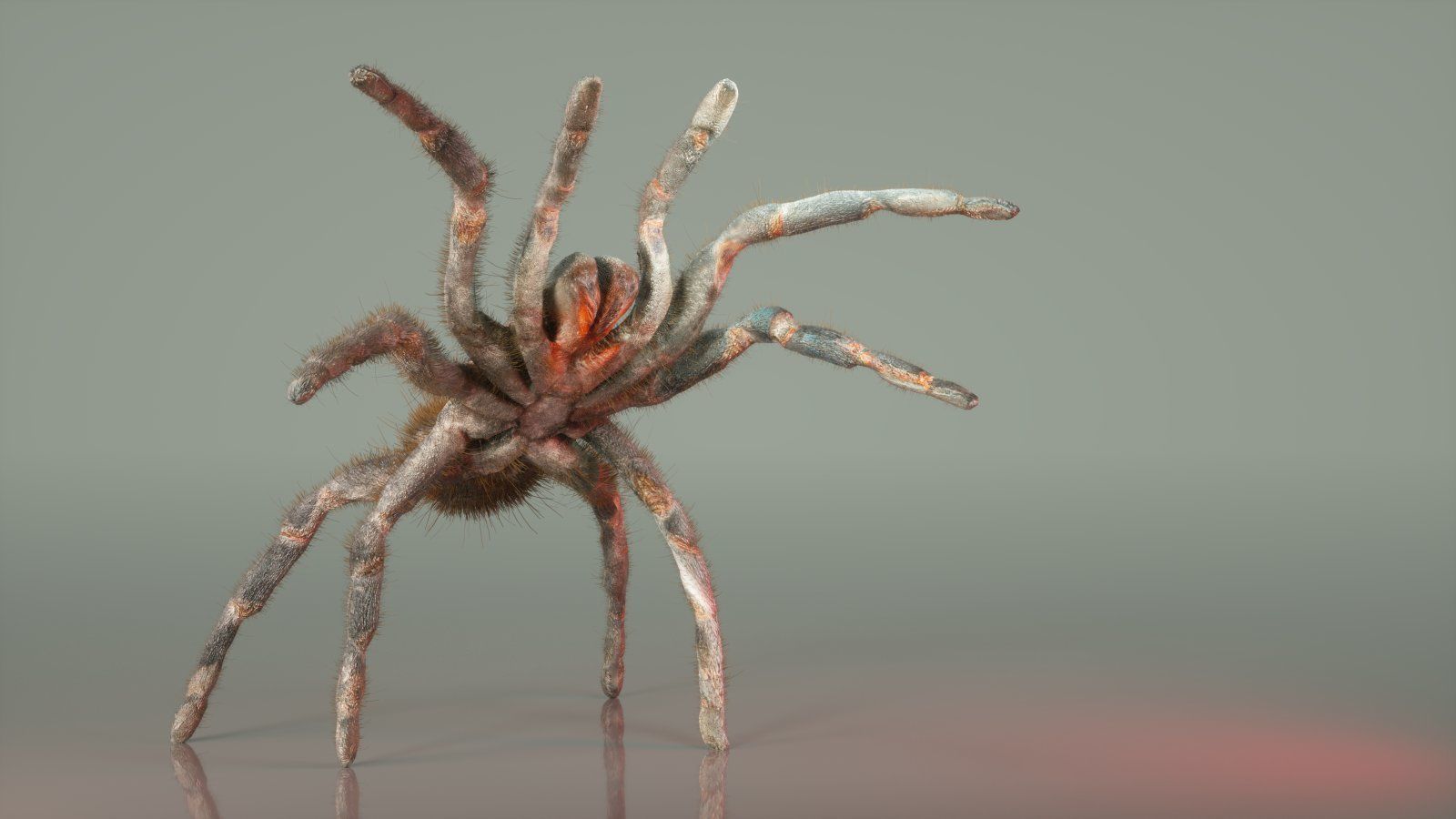 Insect Master Collection Low-poly 3D model_11