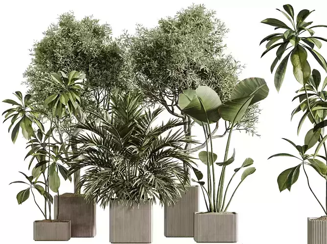AV Indoor Plants Set 310 Olive Banana Palm Ficus Fig