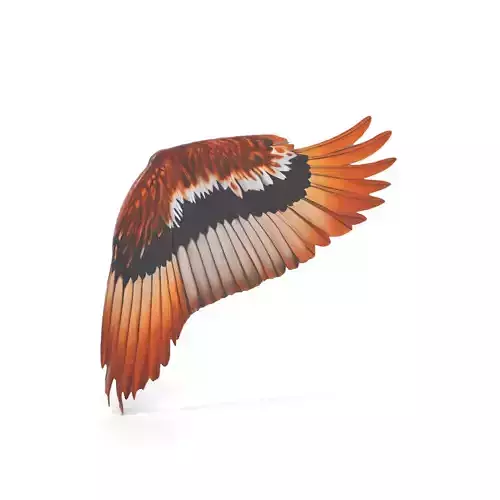 Majestic Brown Feathered Wing model pack