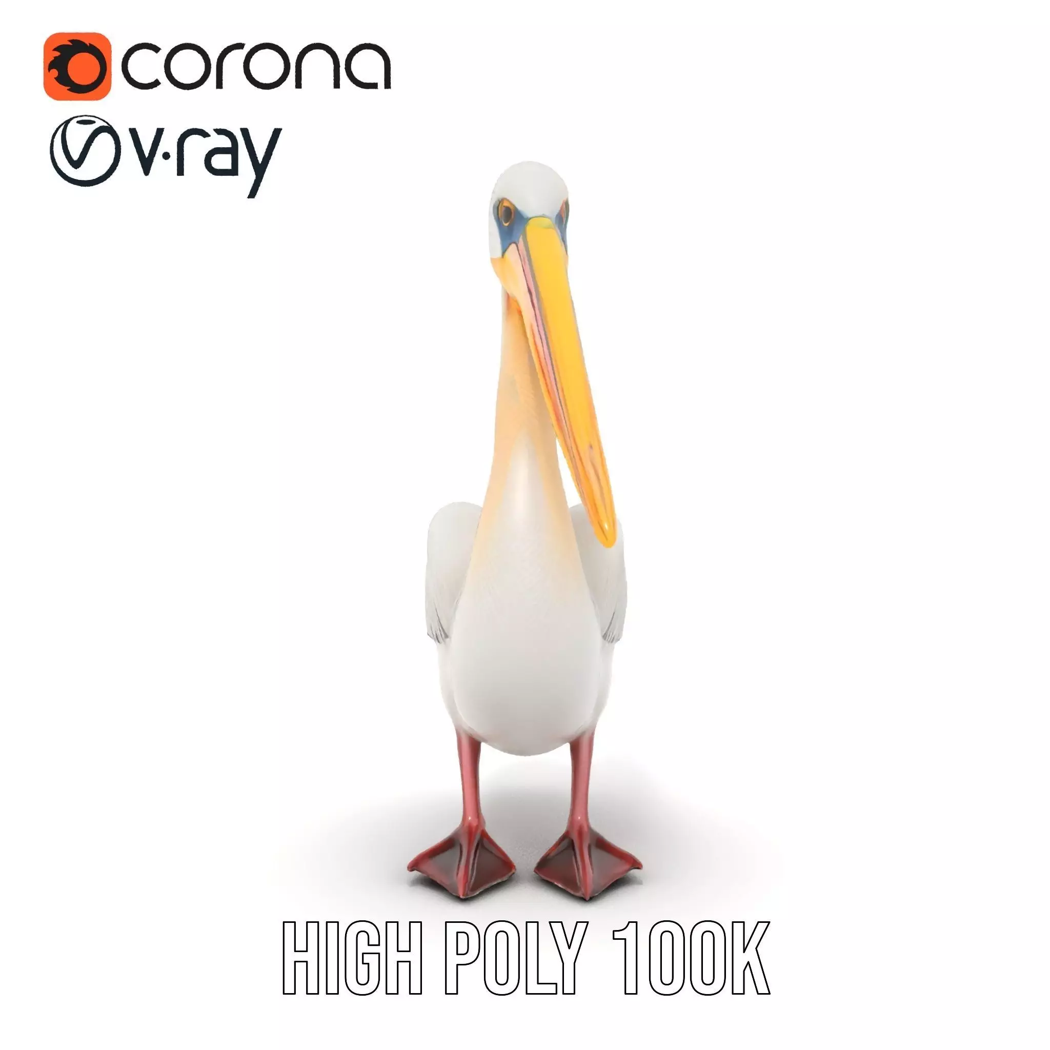 Elegant White Pelican model pack Low-poly 3D model_33