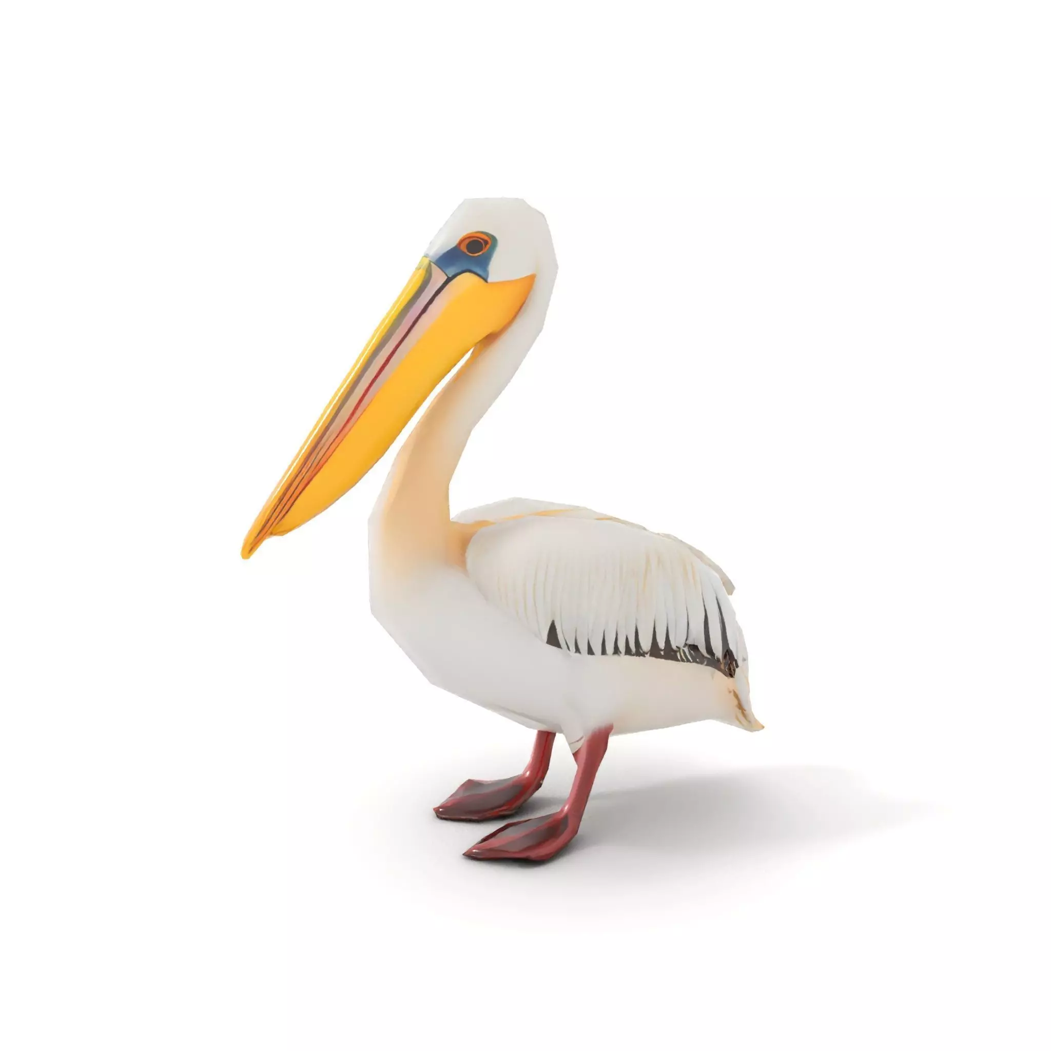 Elegant White Pelican model pack Low-poly 3D model_10