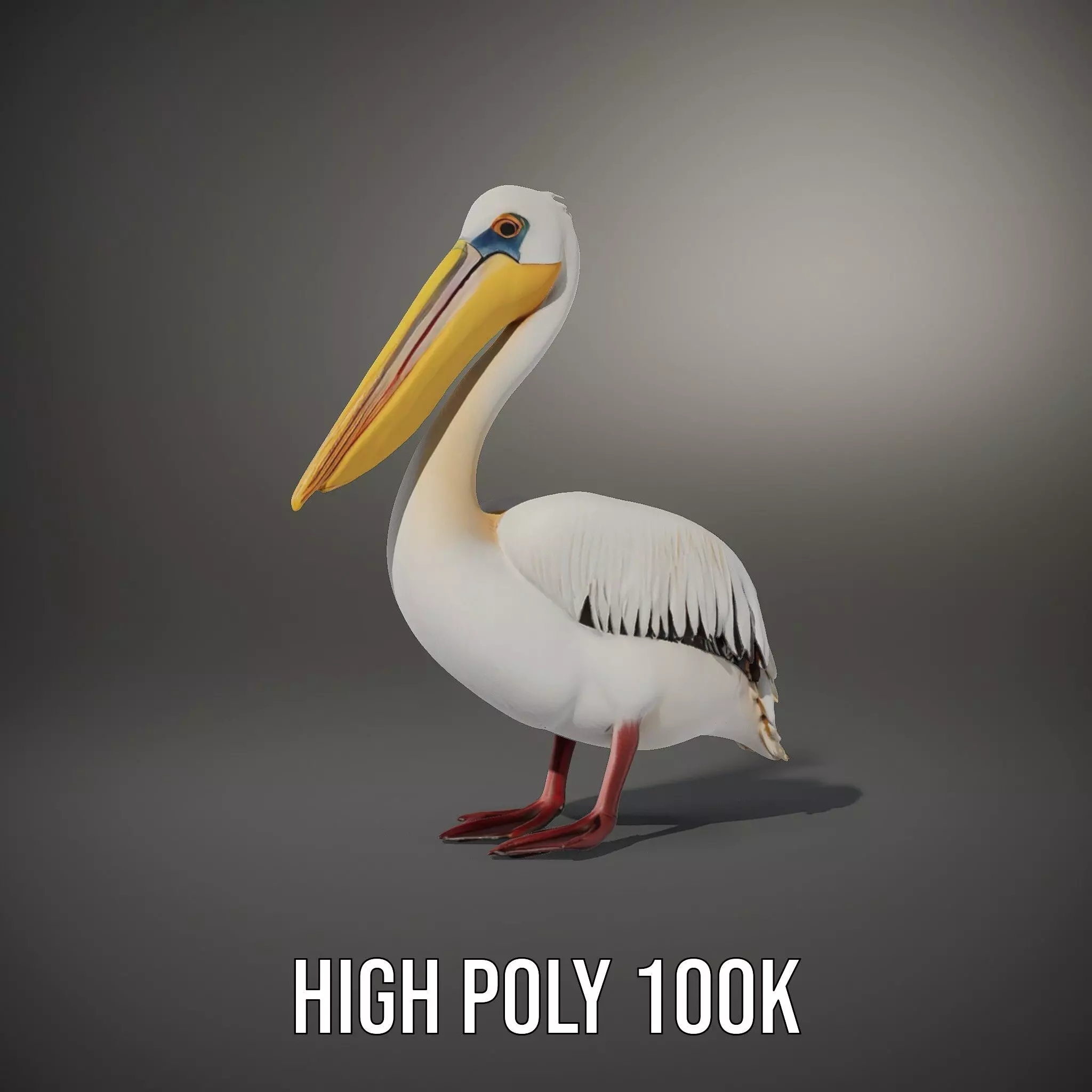 Elegant White Pelican model pack Low-poly 3D model_9