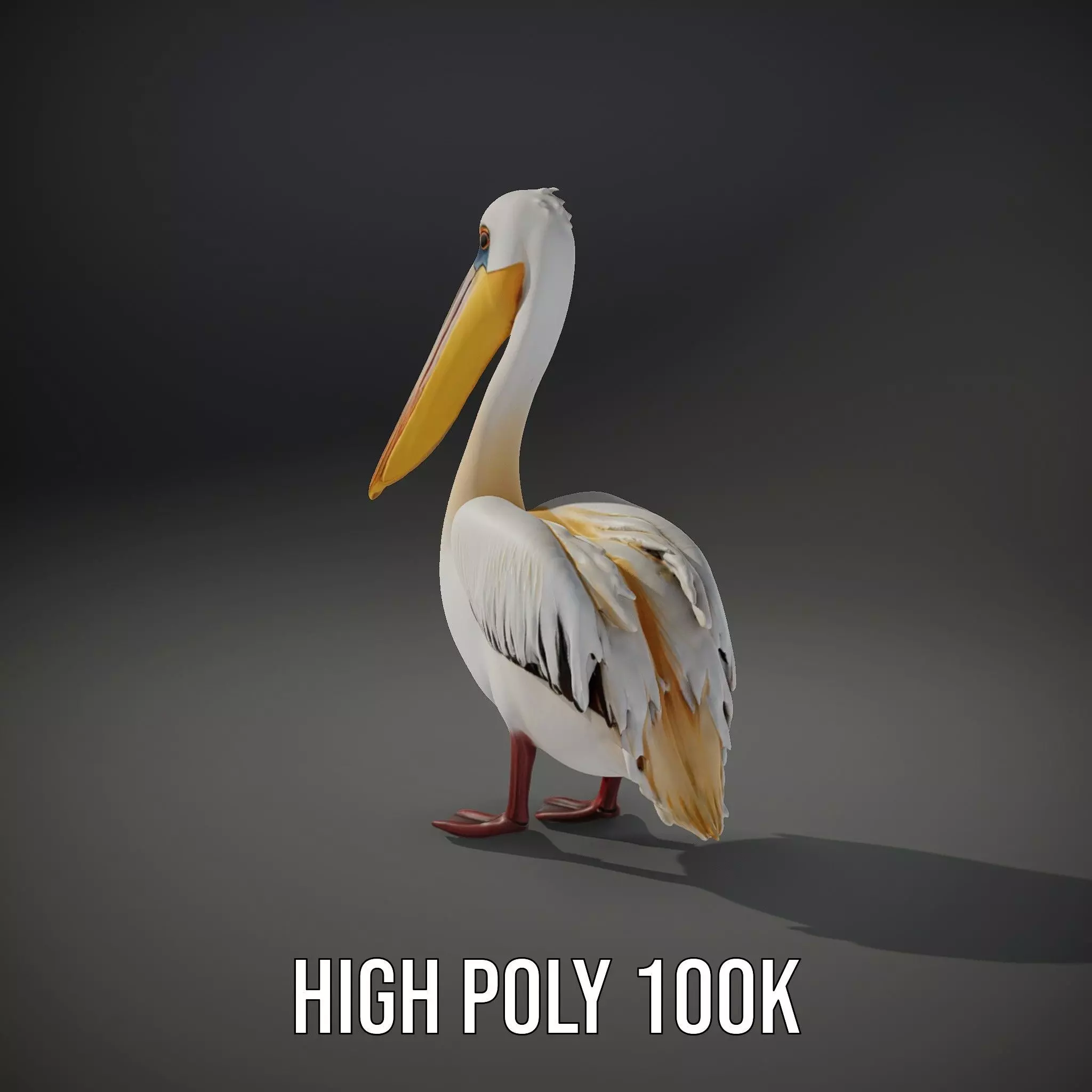 Elegant White Pelican model pack Low-poly 3D model_11