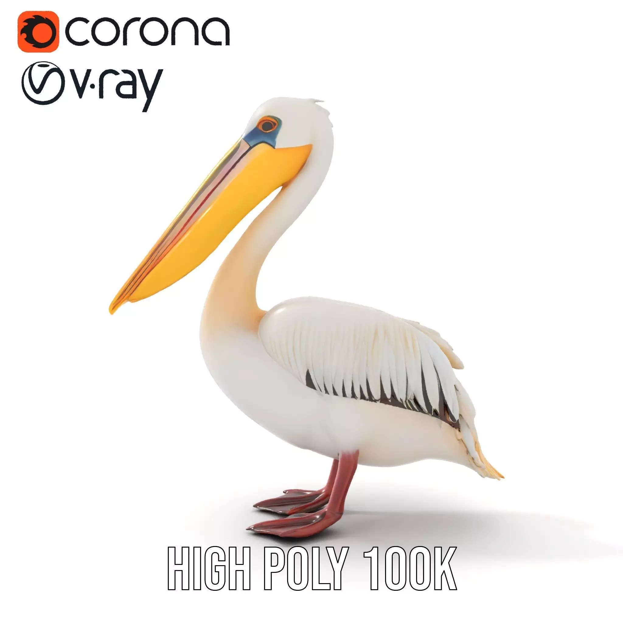 Elegant White Pelican model pack Low-poly 3D model_19