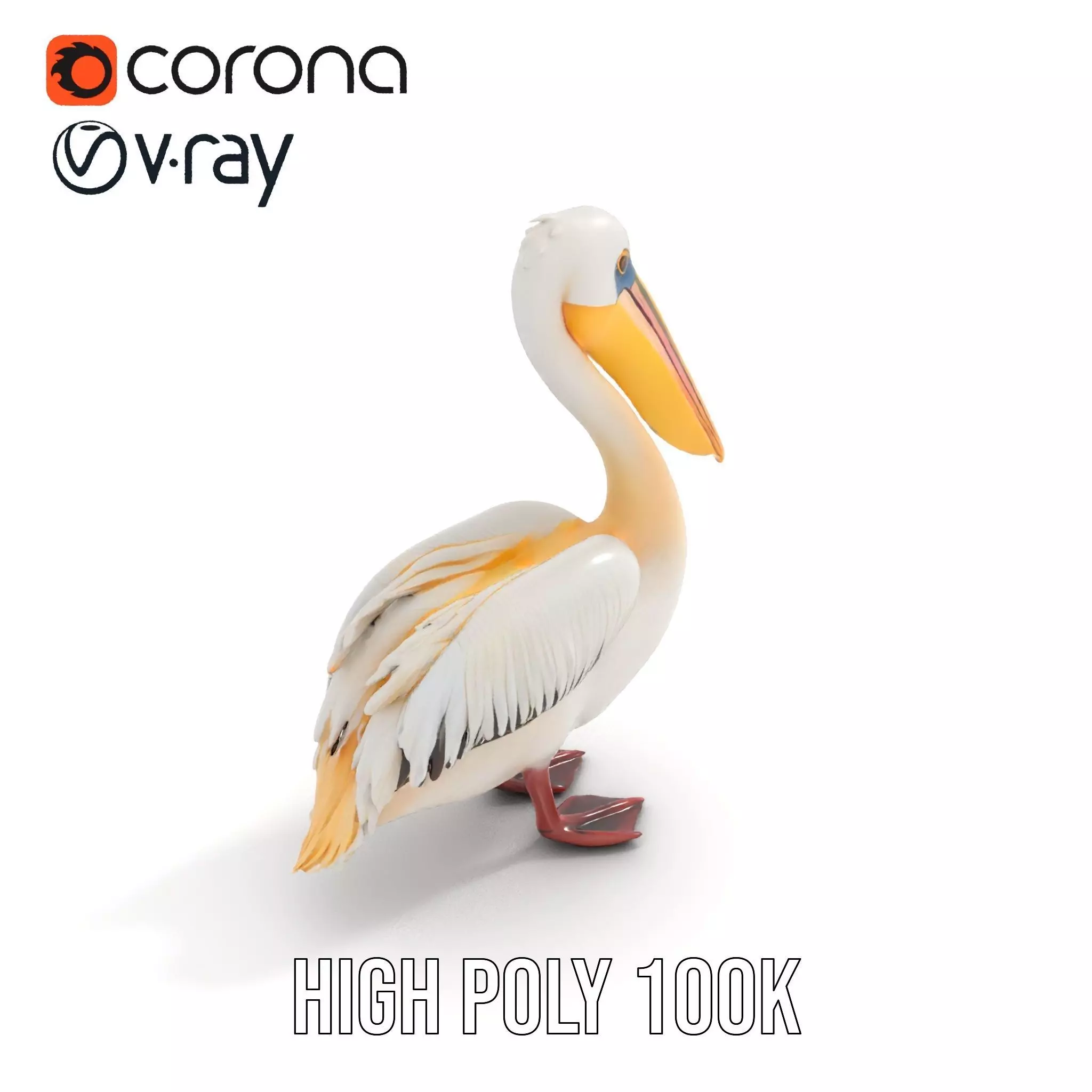 Elegant White Pelican model pack Low-poly 3D model_22