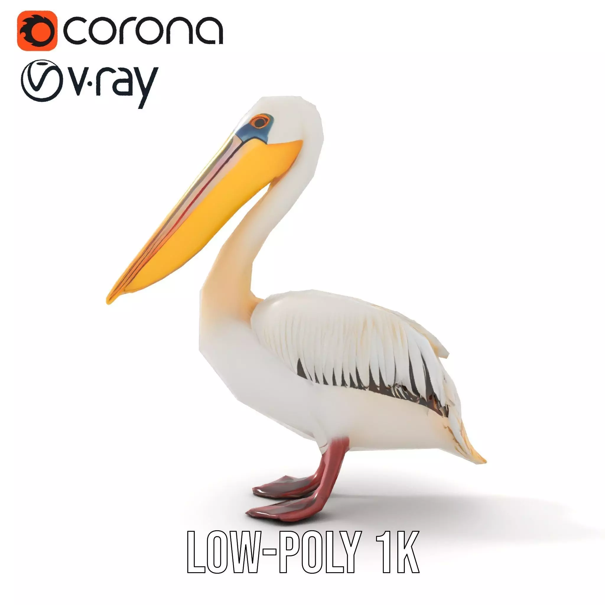 Elegant White Pelican model pack Low-poly 3D model_13