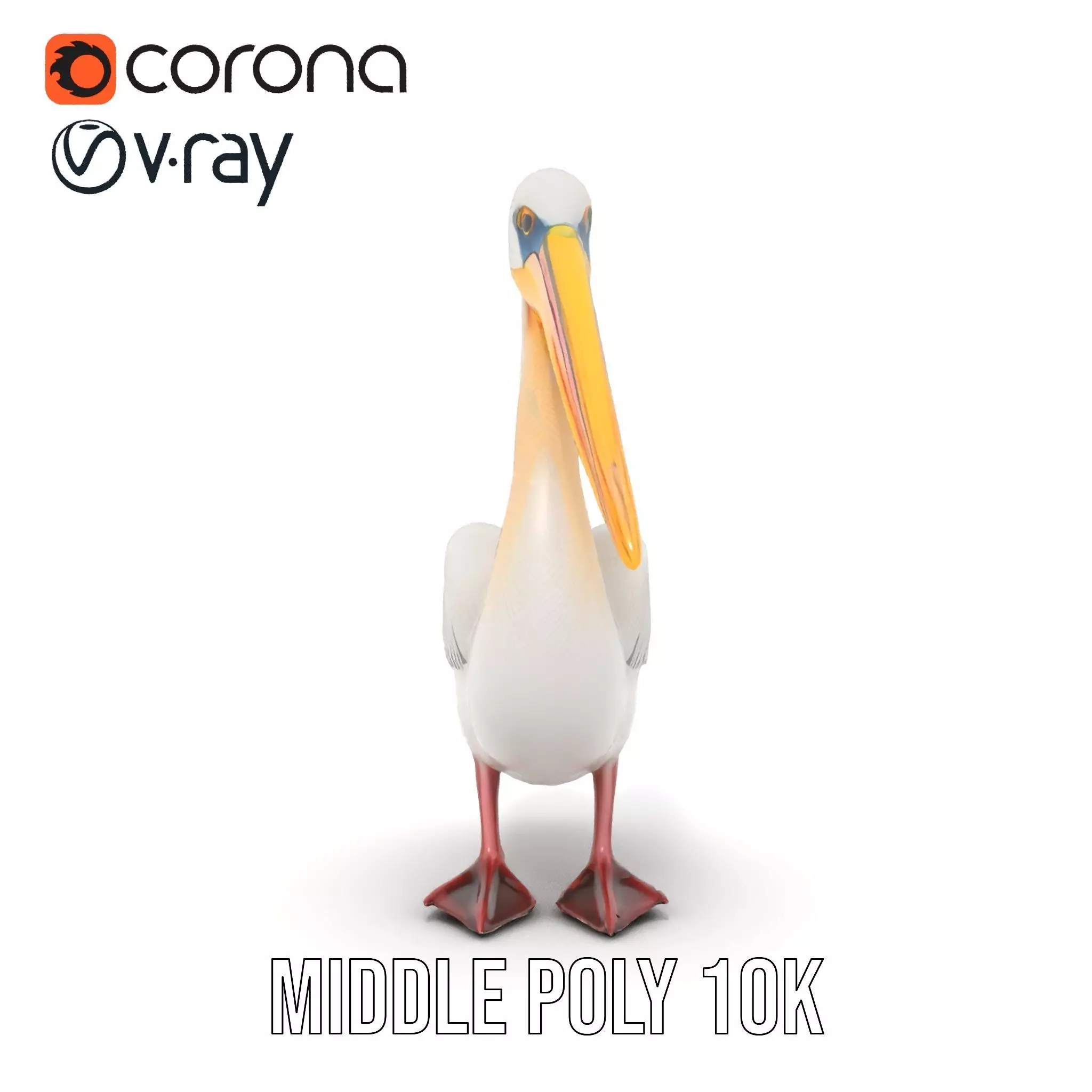 Elegant White Pelican model pack Low-poly 3D model_25