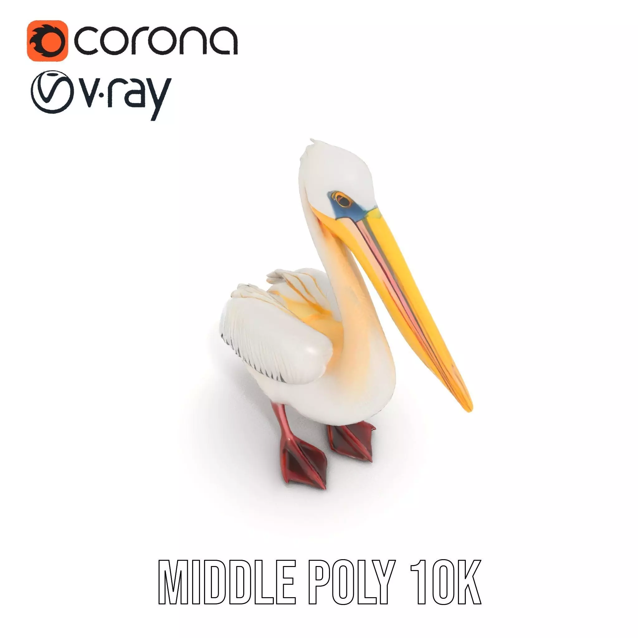 Elegant White Pelican model pack Low-poly 3D model_12