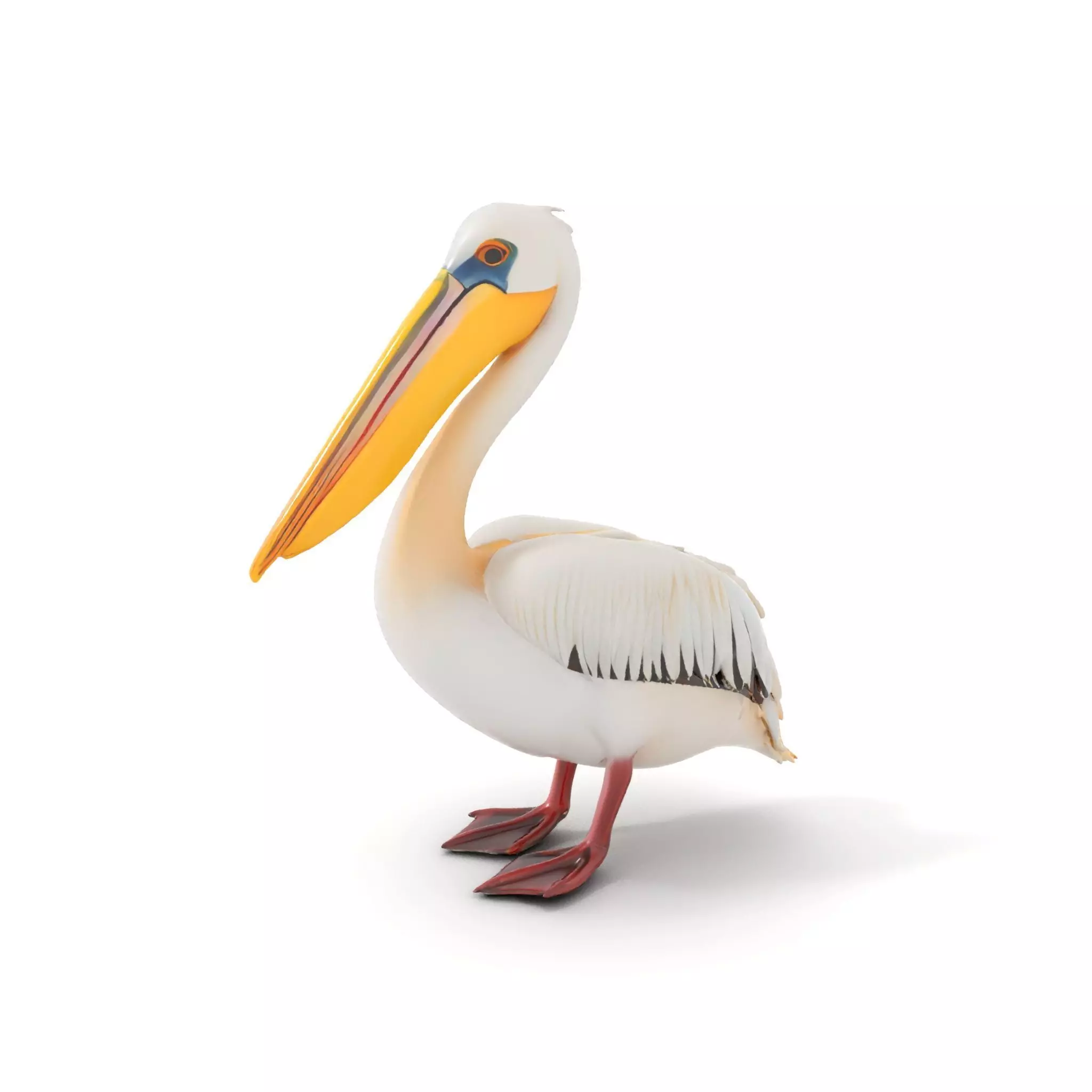 Elegant White Pelican model pack Low-poly 3D model_0